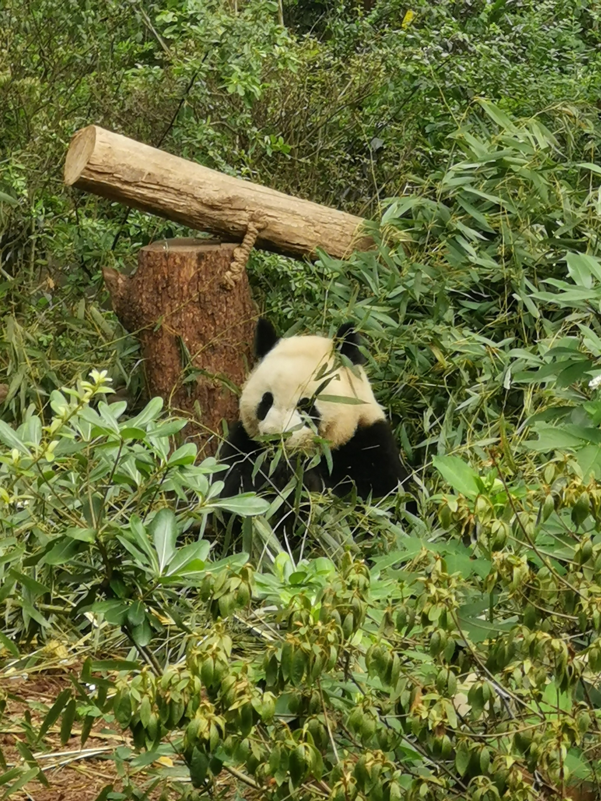 Panda plaza, China