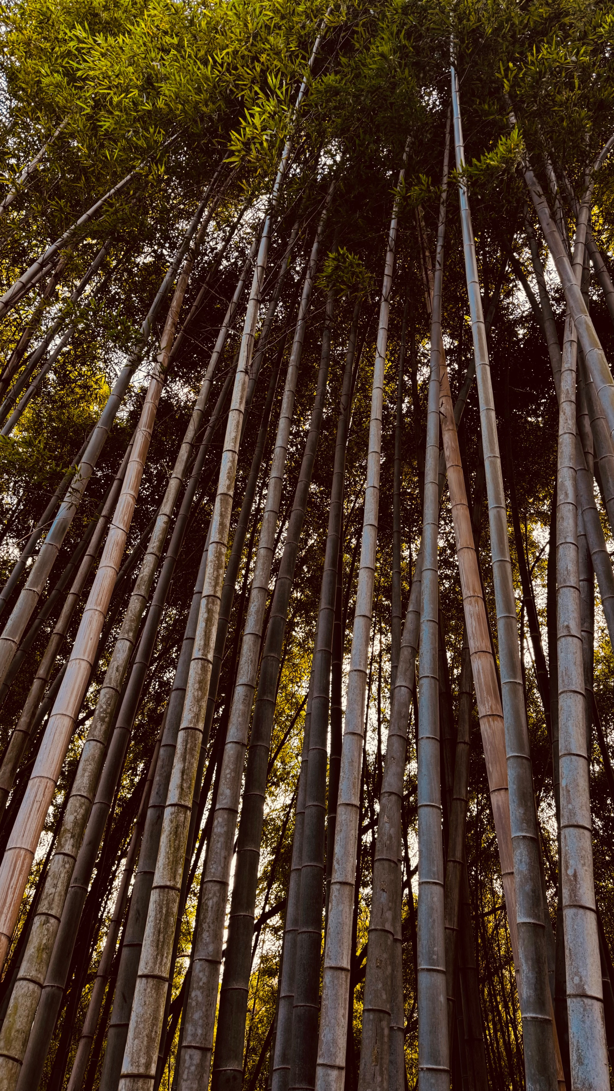 Kyoto, Japan