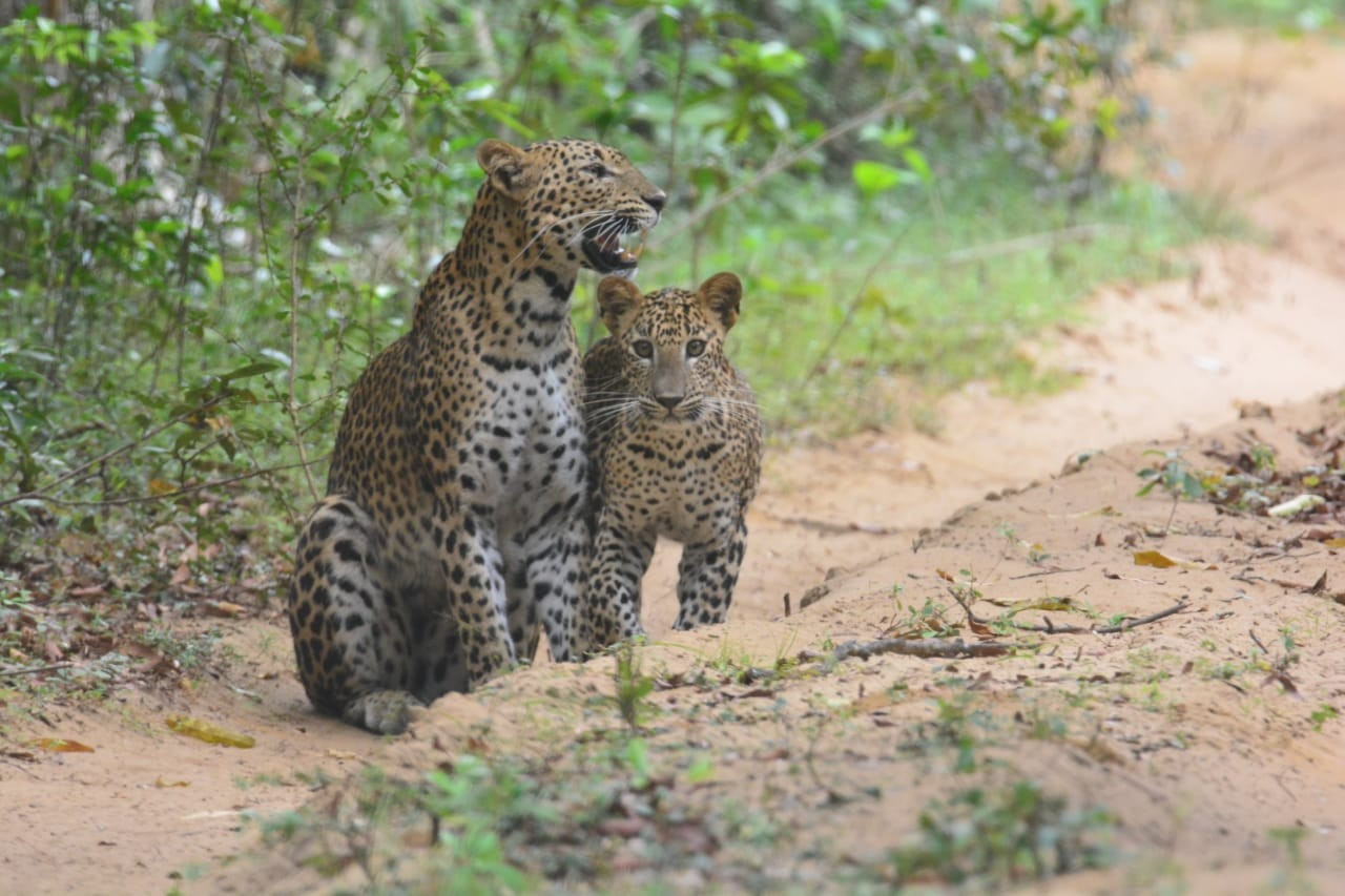 Leopard, Wilpattu