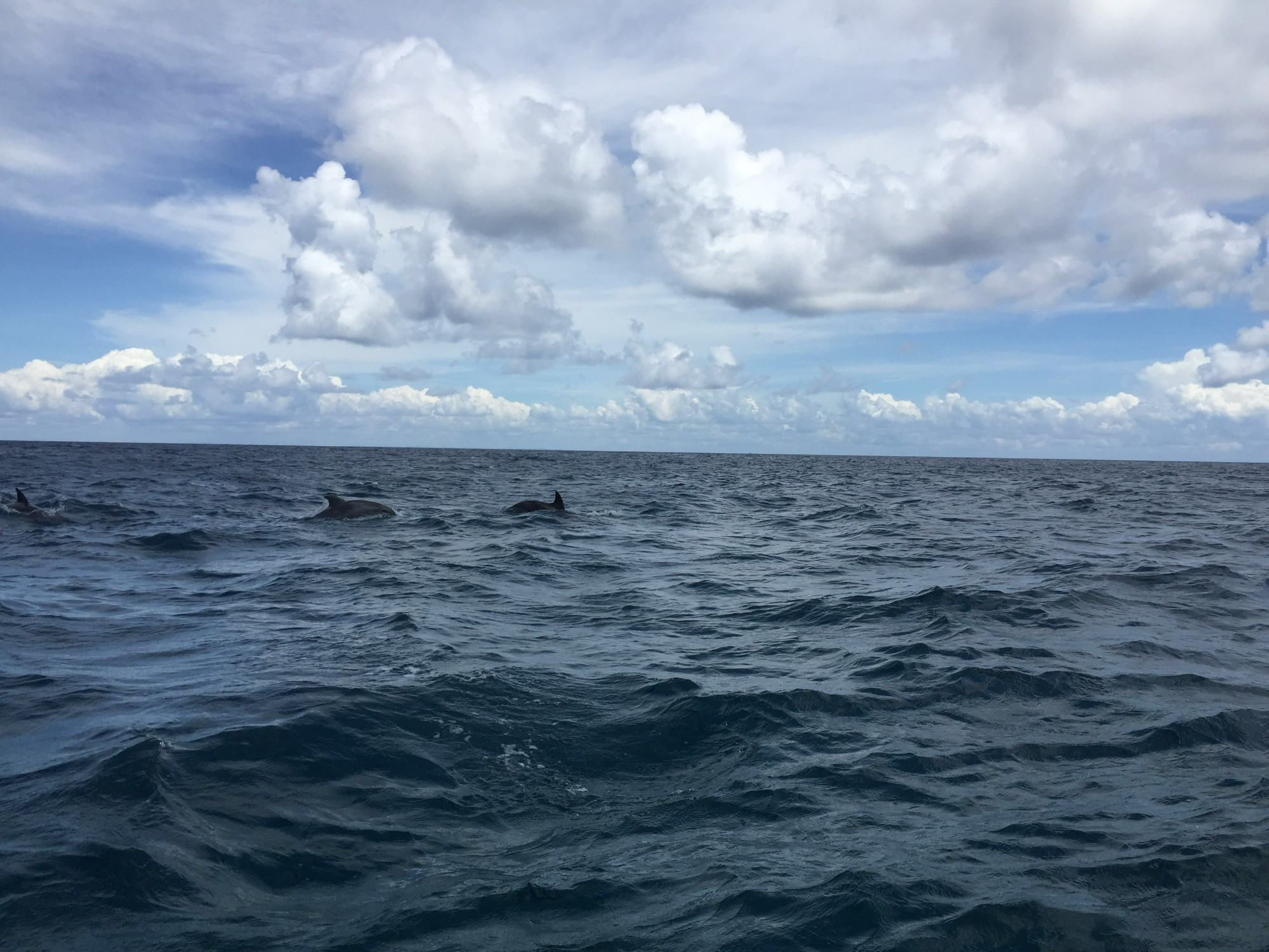 Dolphins in the Indian Ocean 