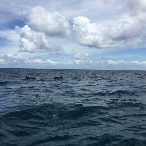 Dolphins in the Indian Ocean 