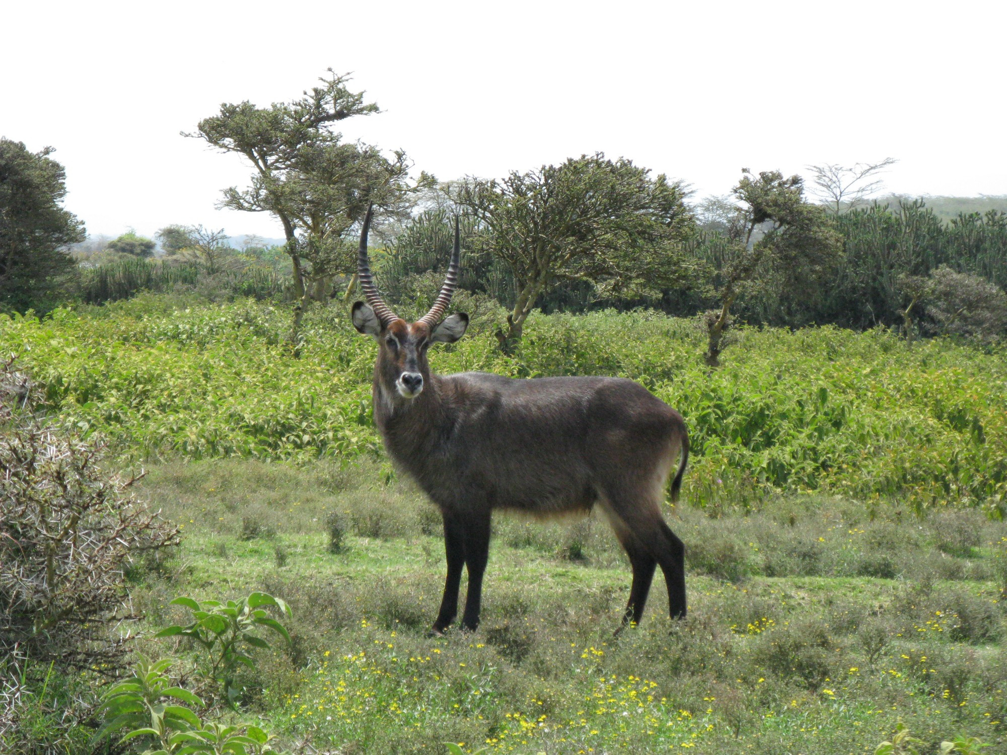 Kenya