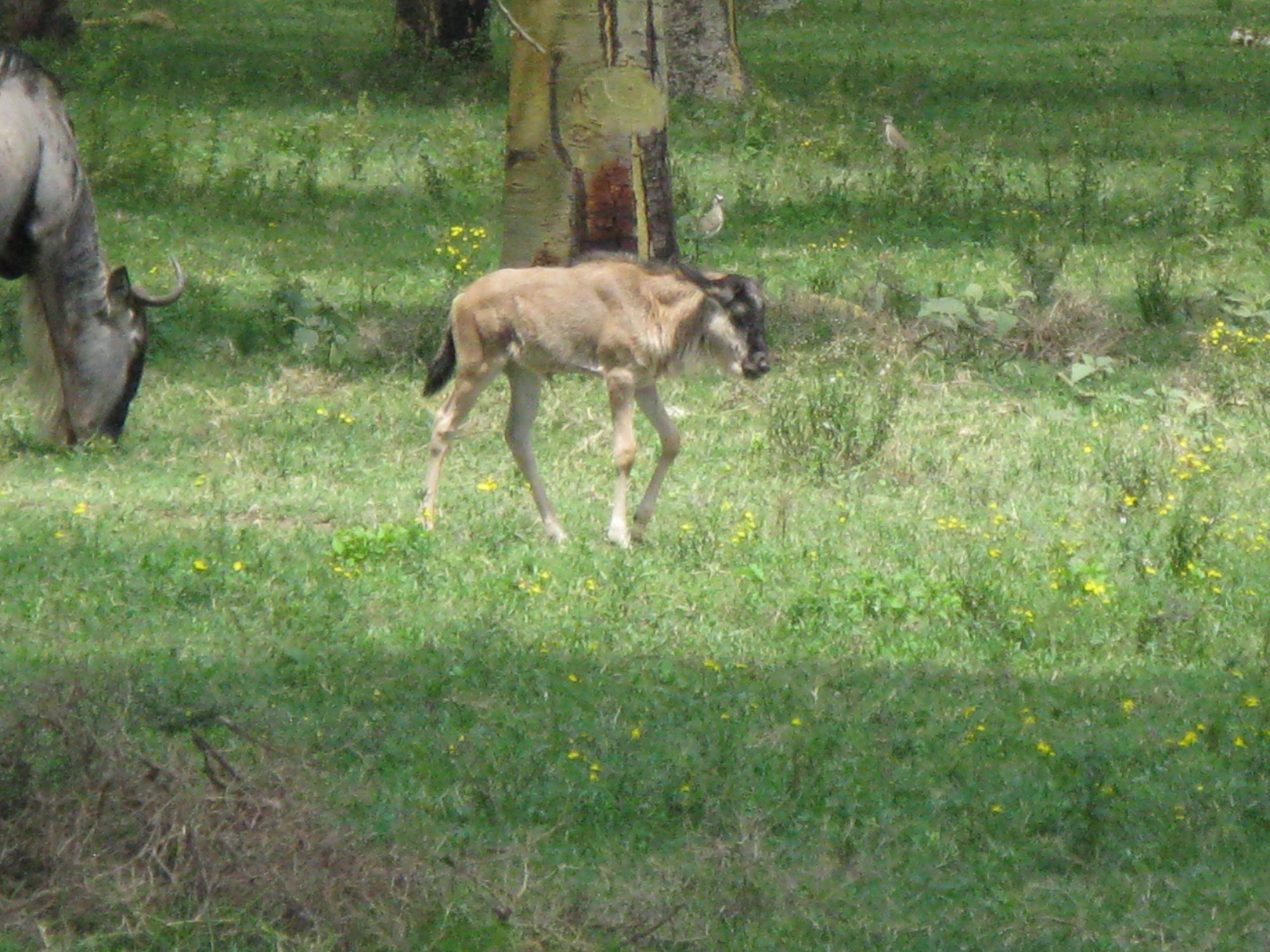 Kenya