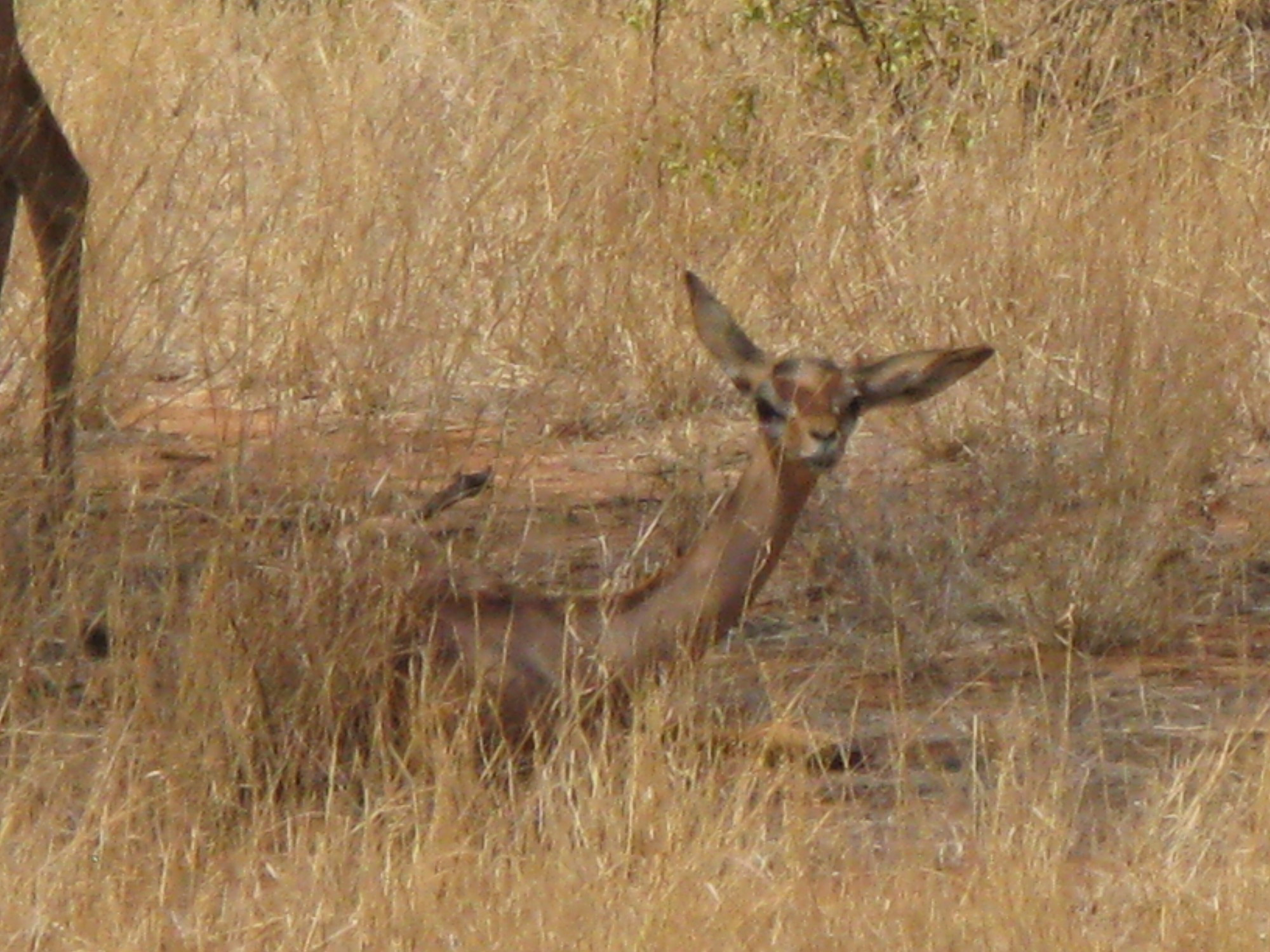 Kenya