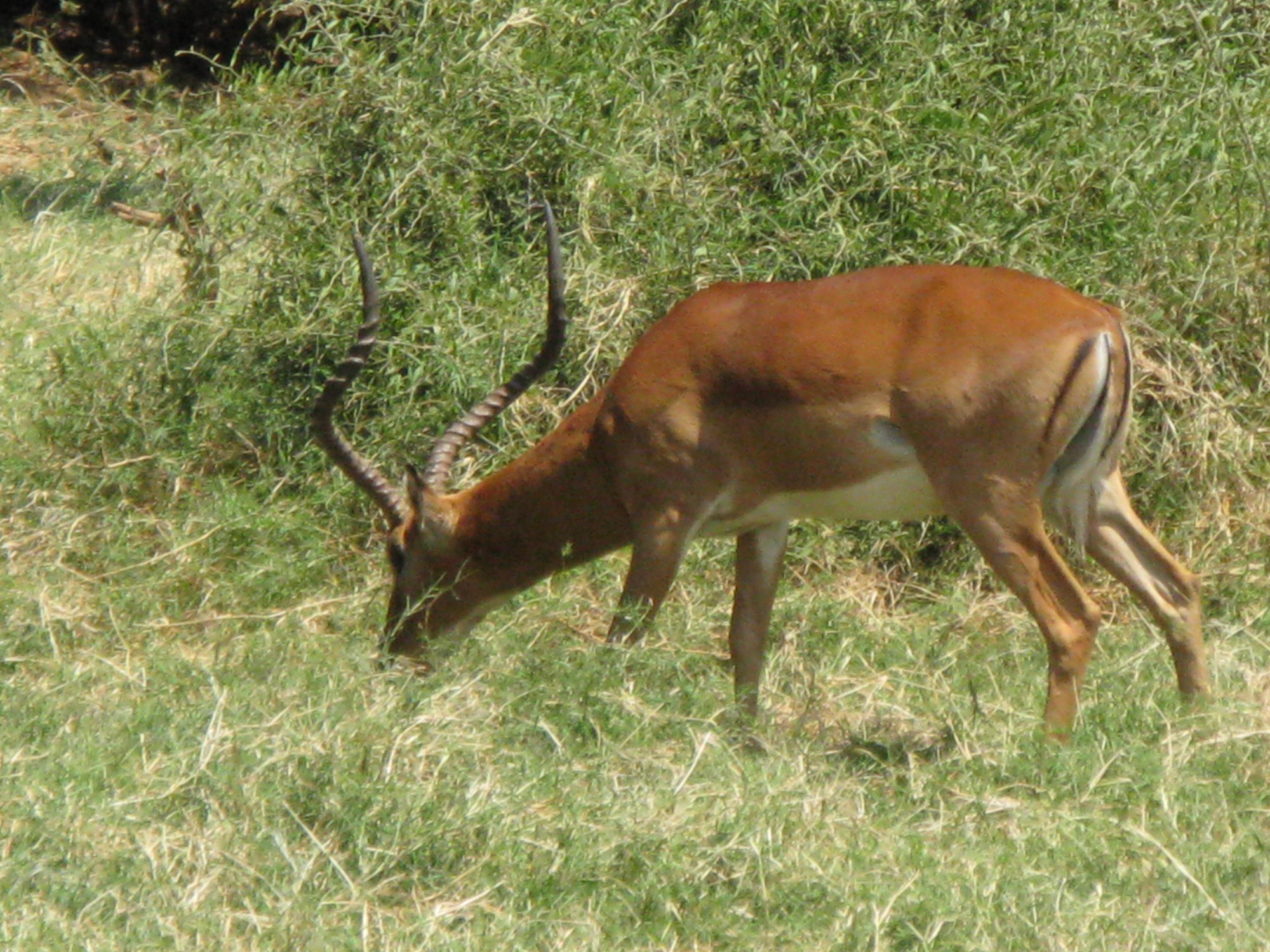 Kenya