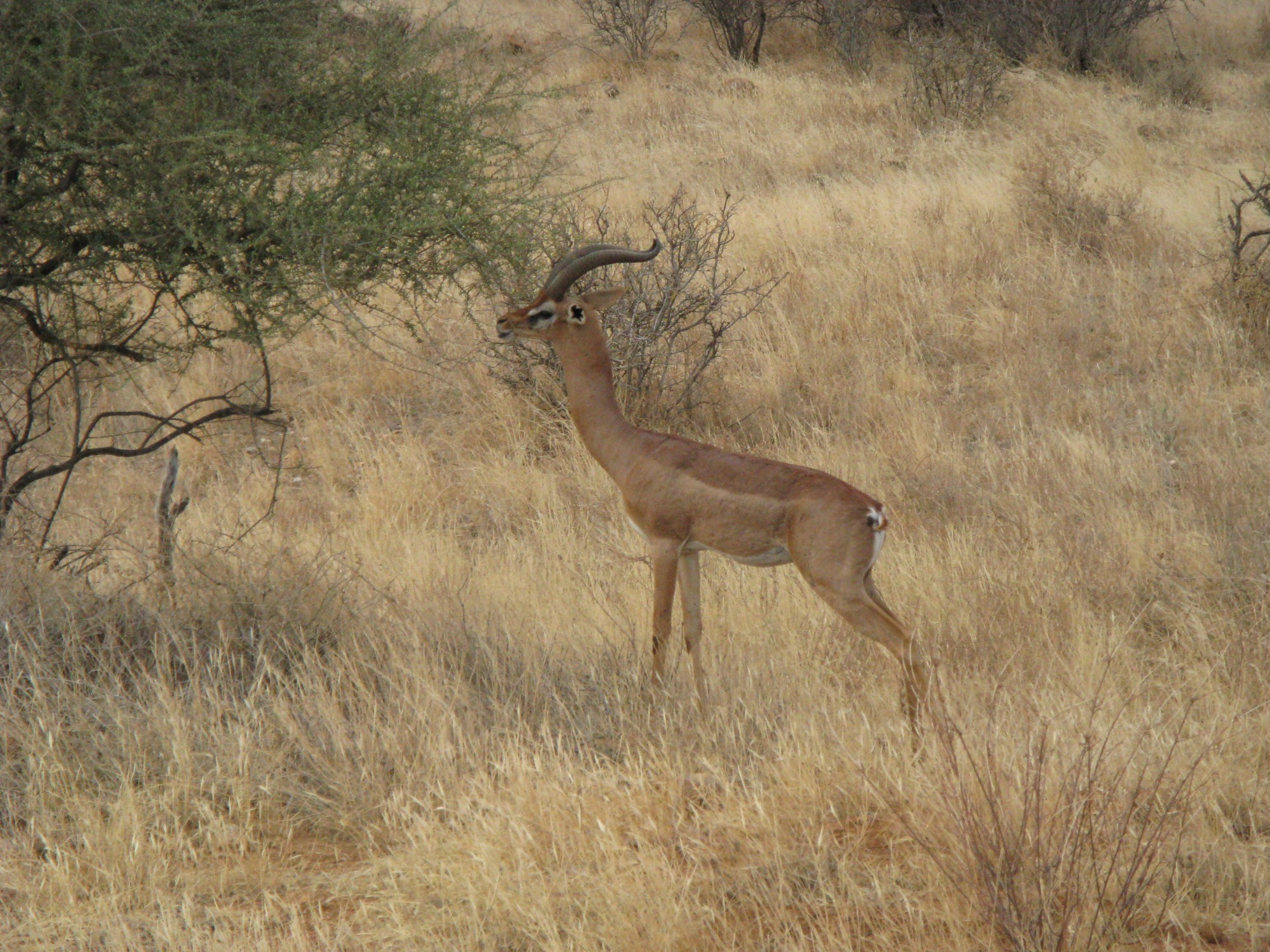 Kenya