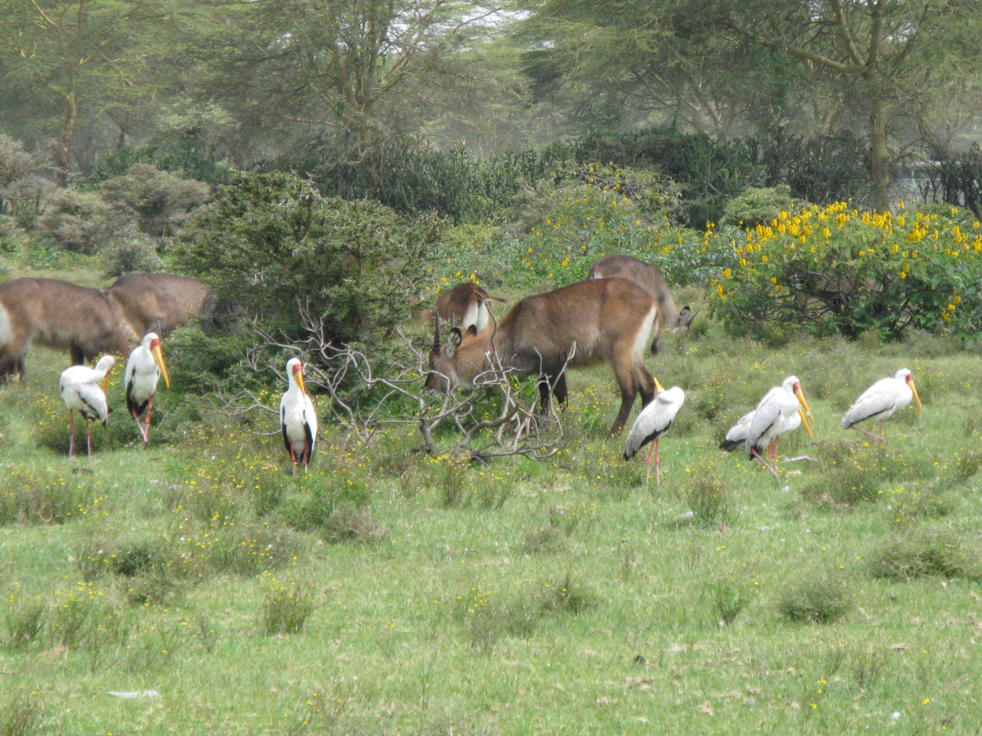 Kenya