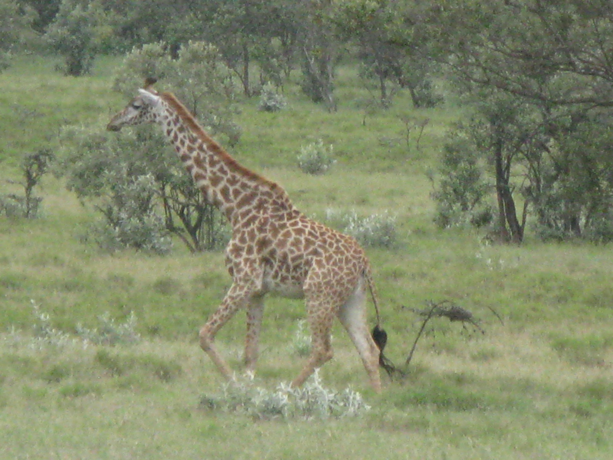 Kenya