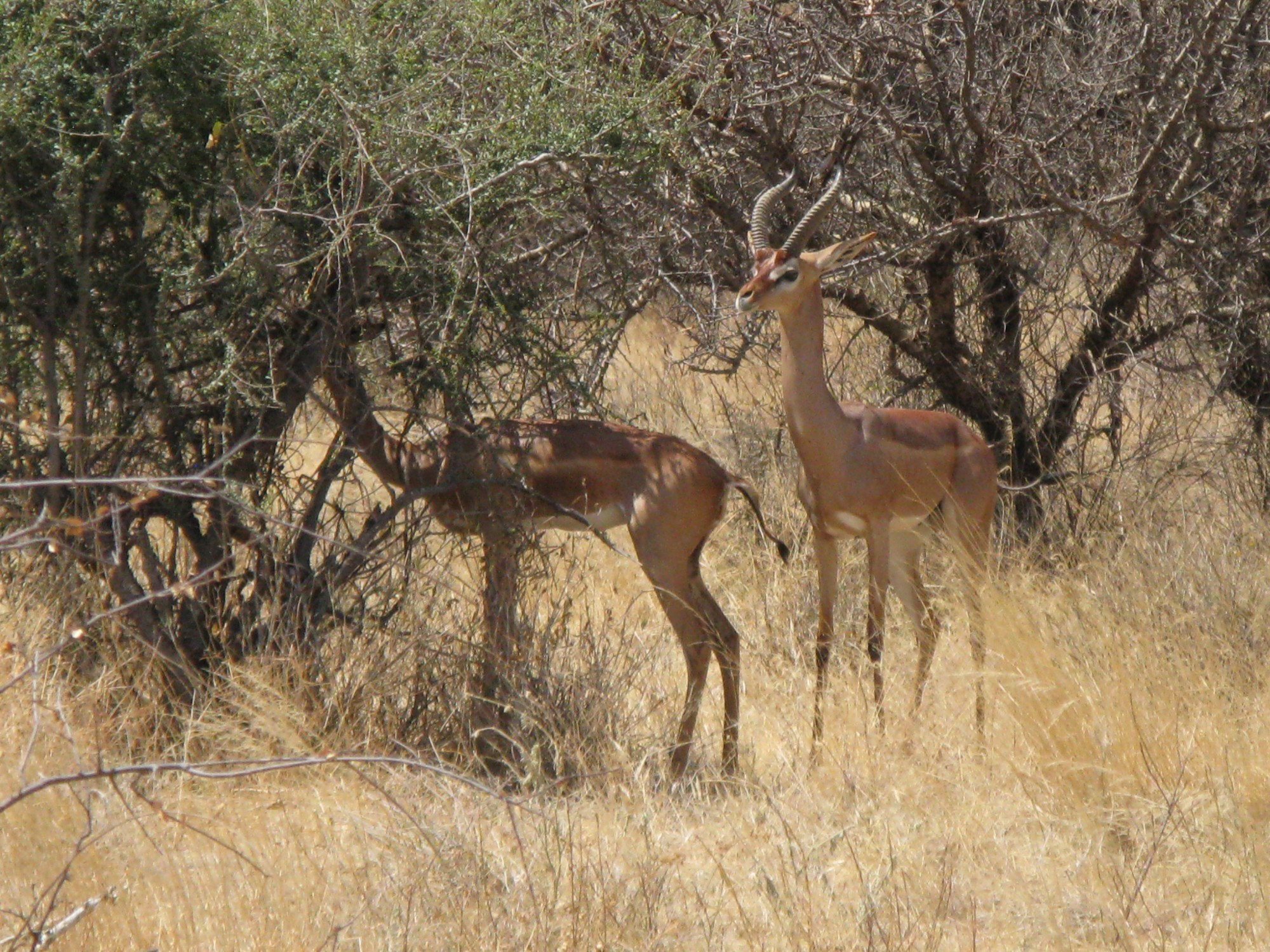 Kenya