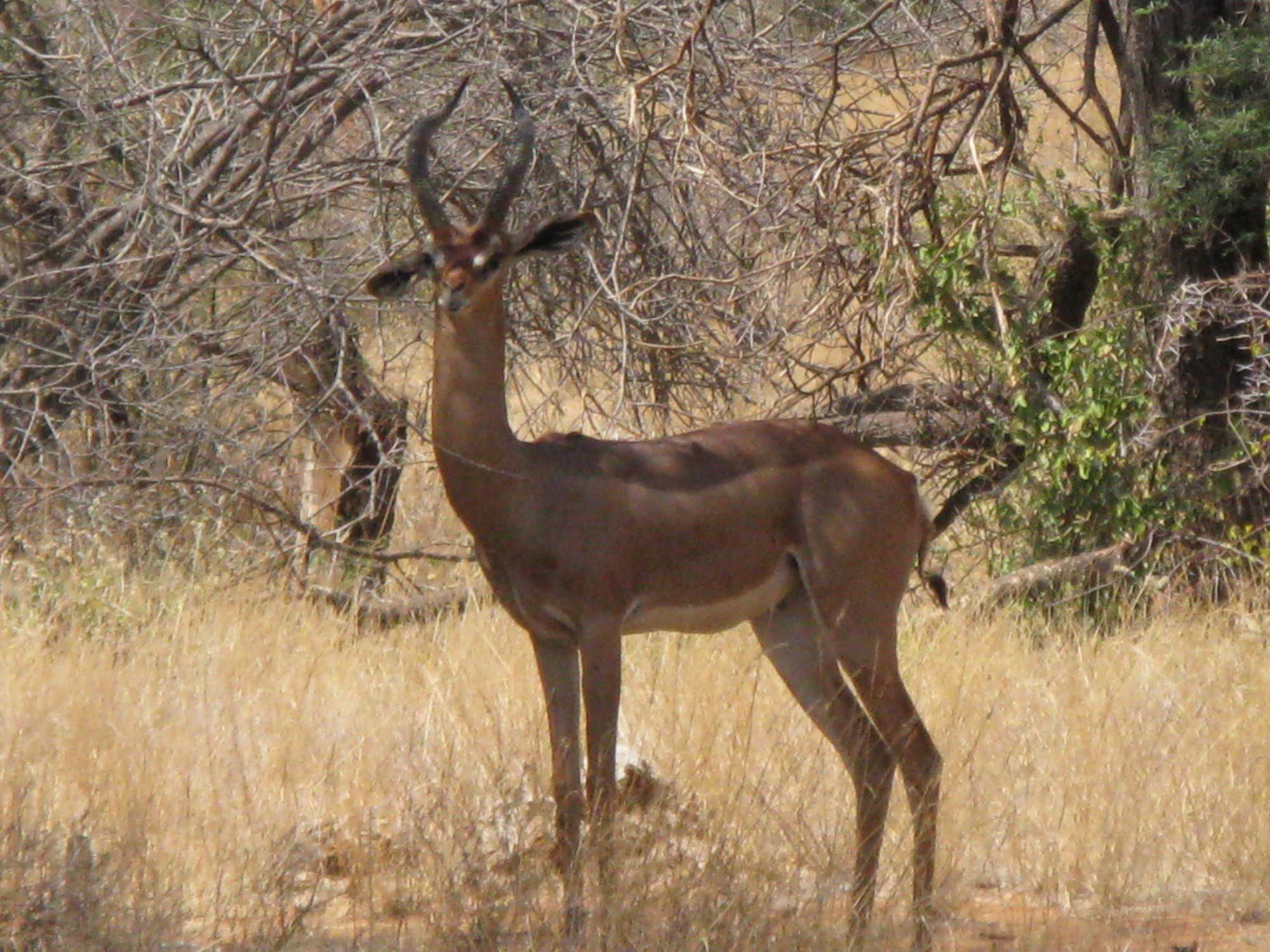 Kenya