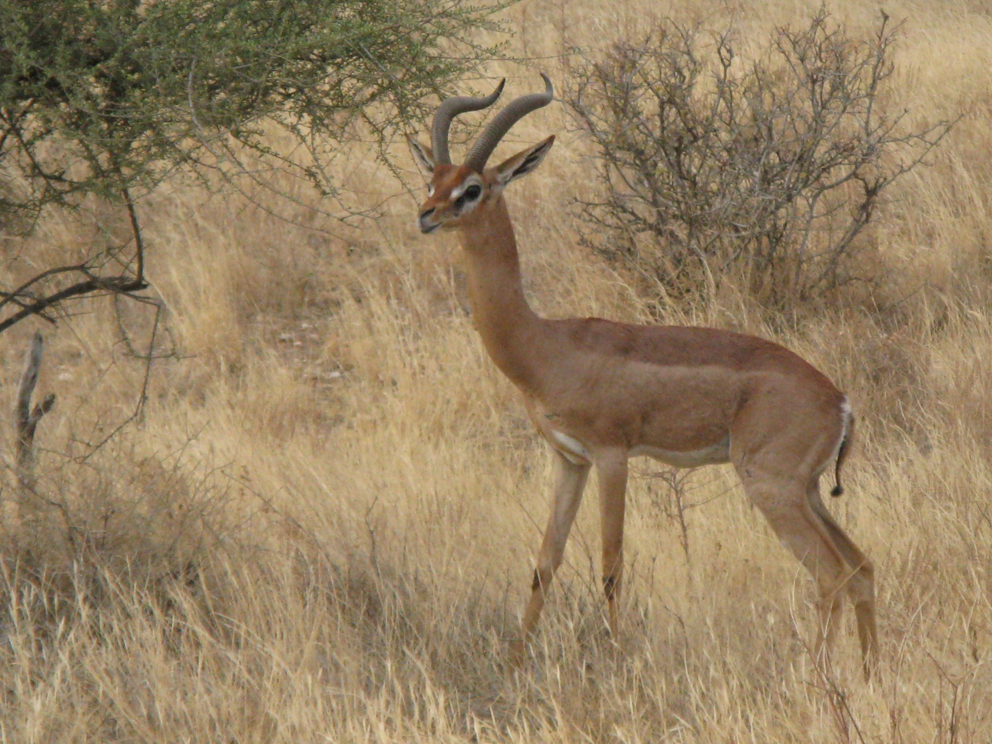 Kenya