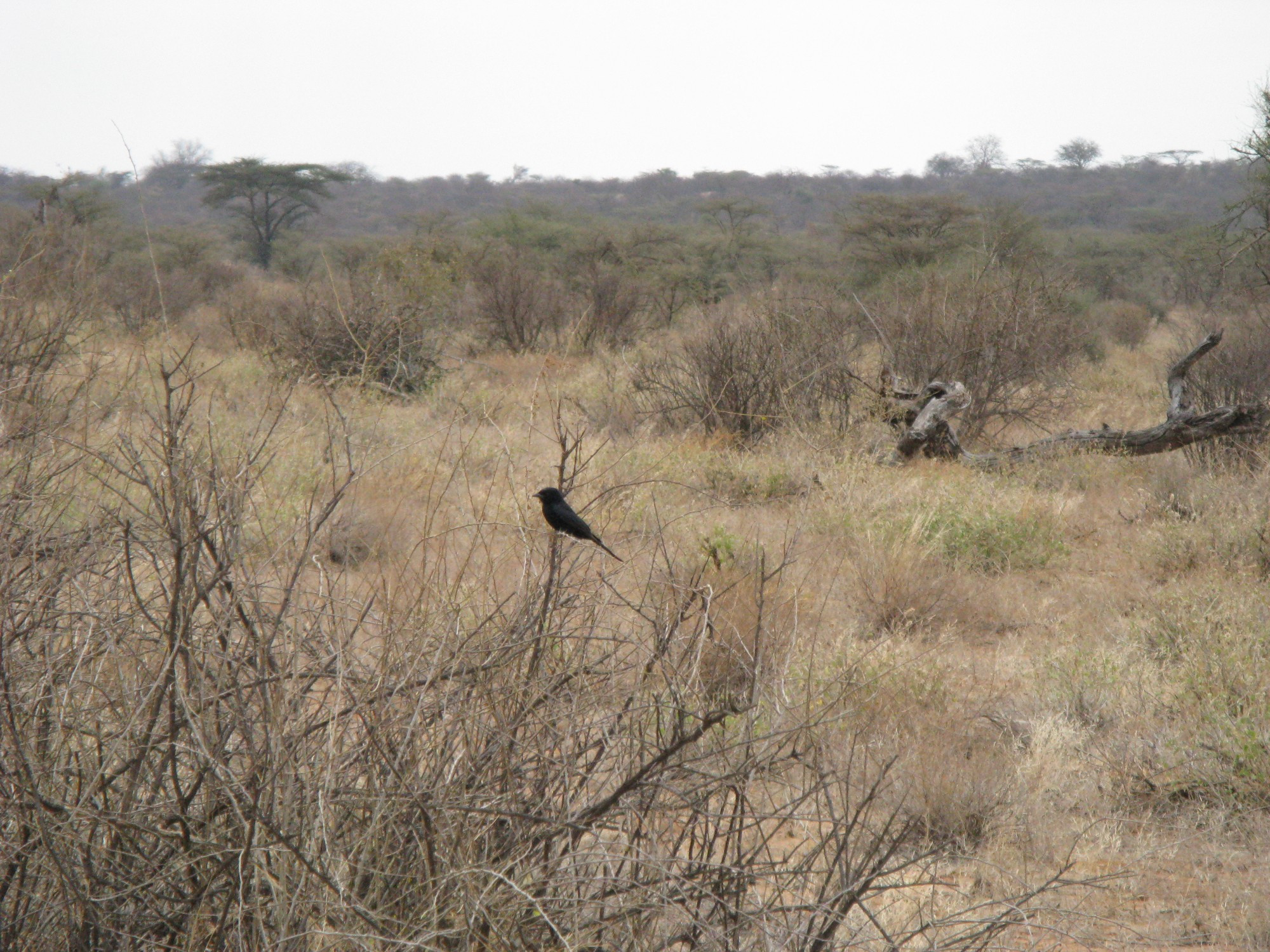 Kenya