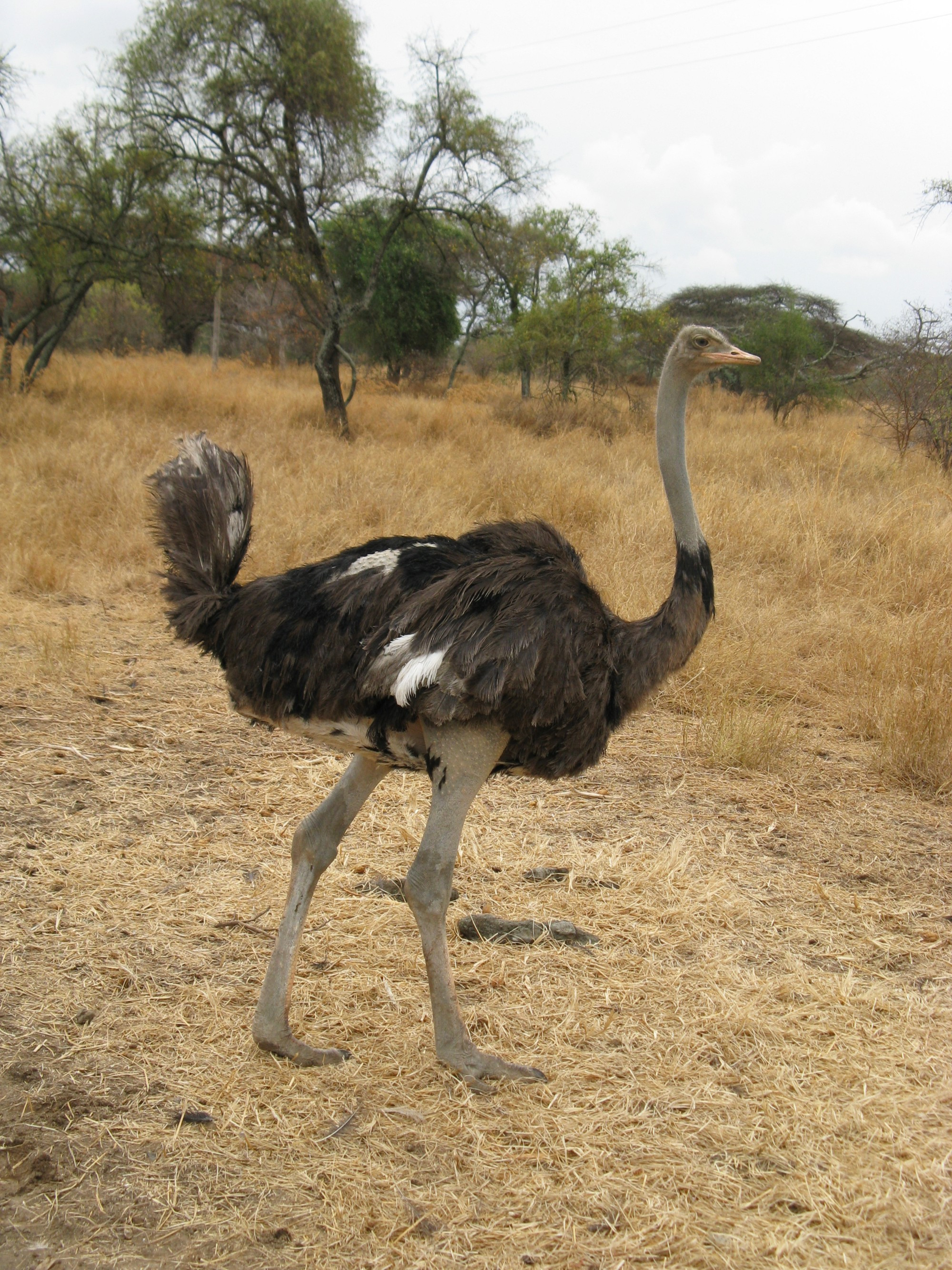 Ethiopia