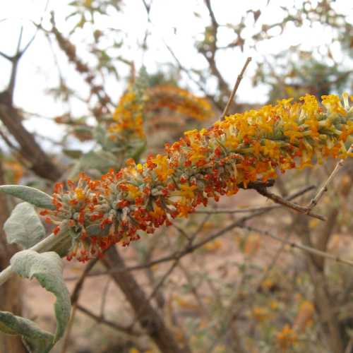 Ethiopia