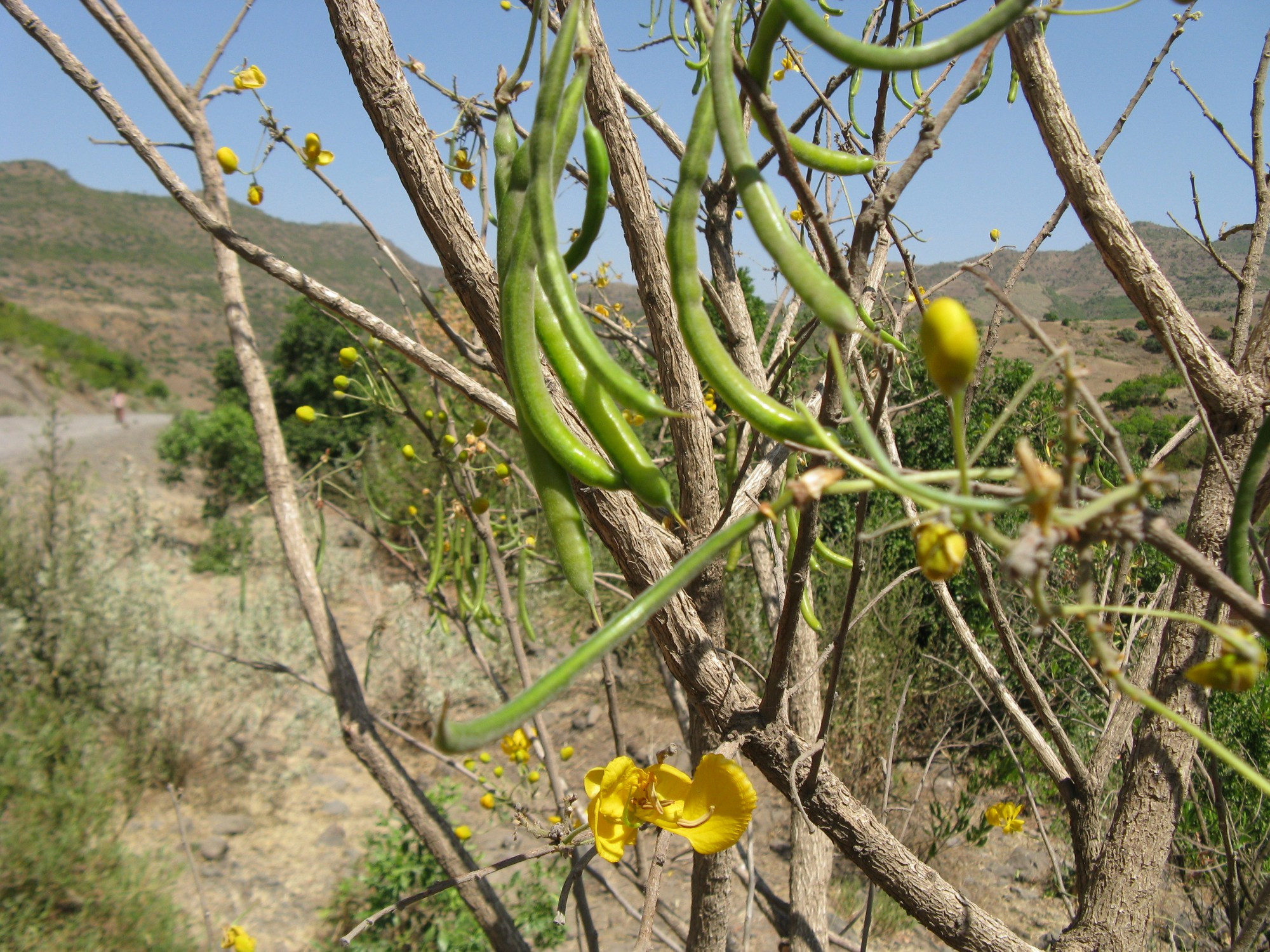 Ethiopia