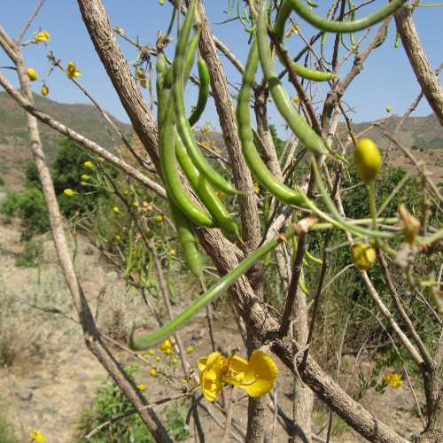 Ethiopia