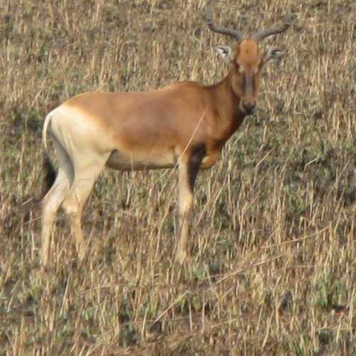 Ethiopia