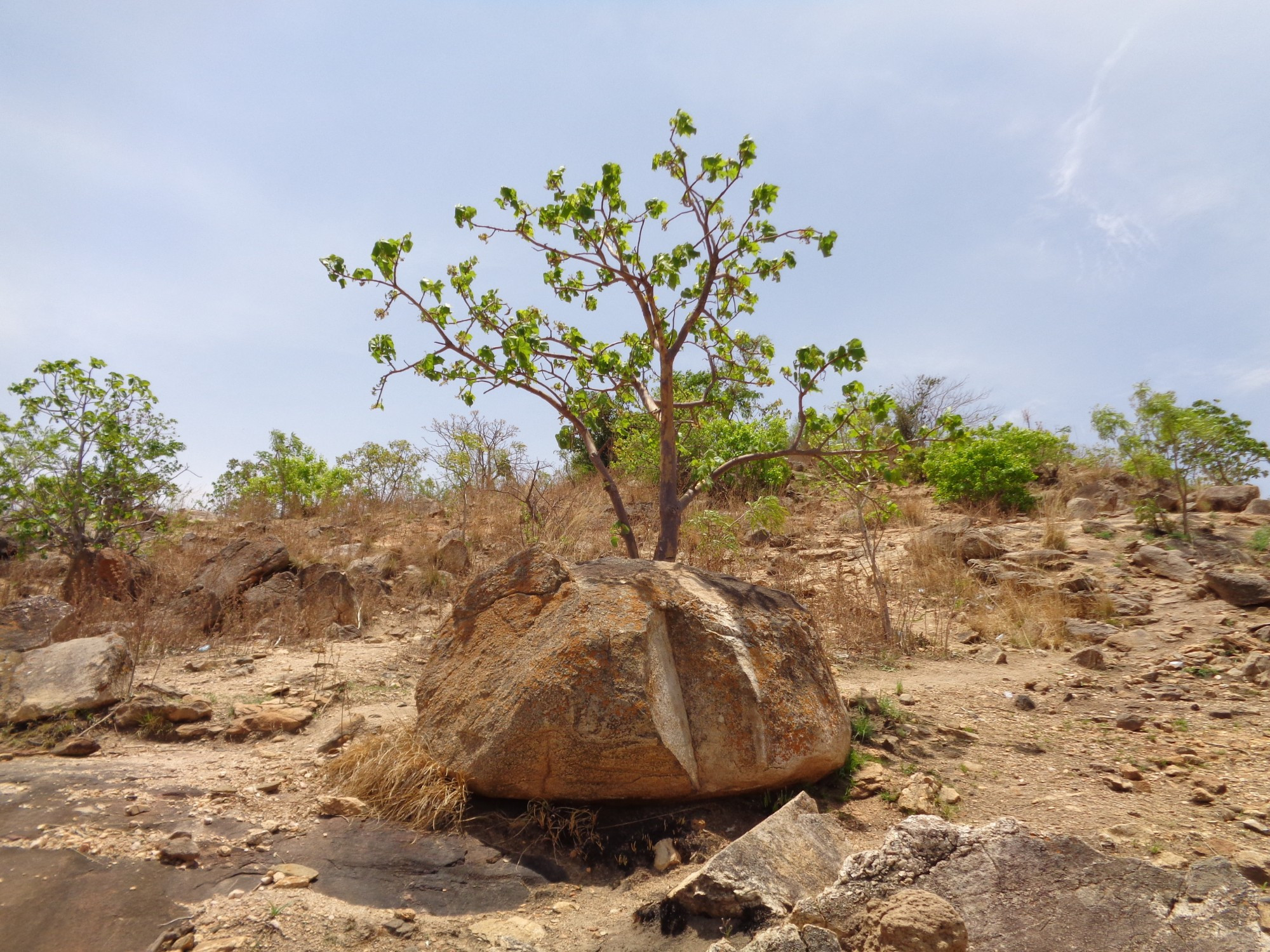 Cote D'Ivoire