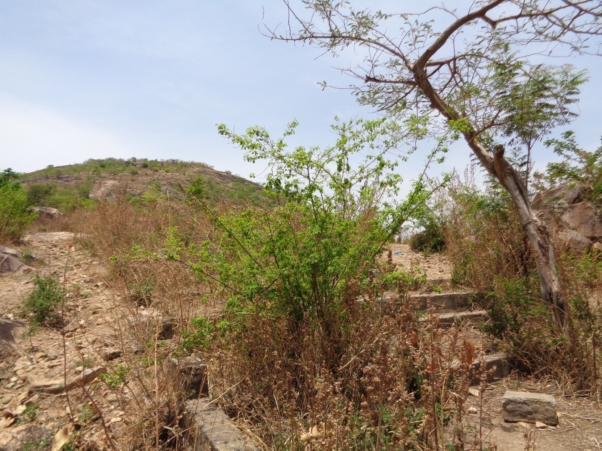 Cote D'Ivoire