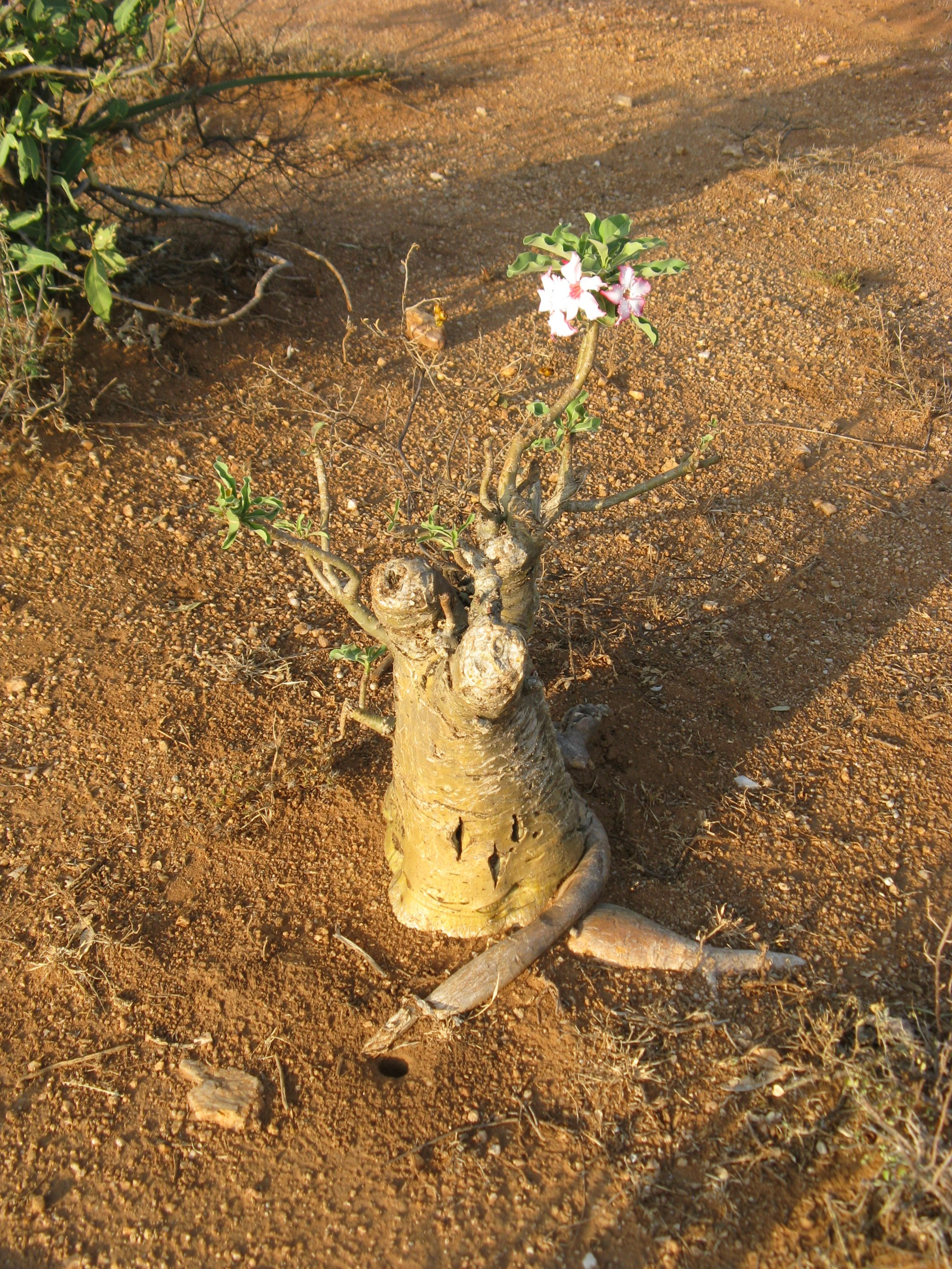 Ethiopia