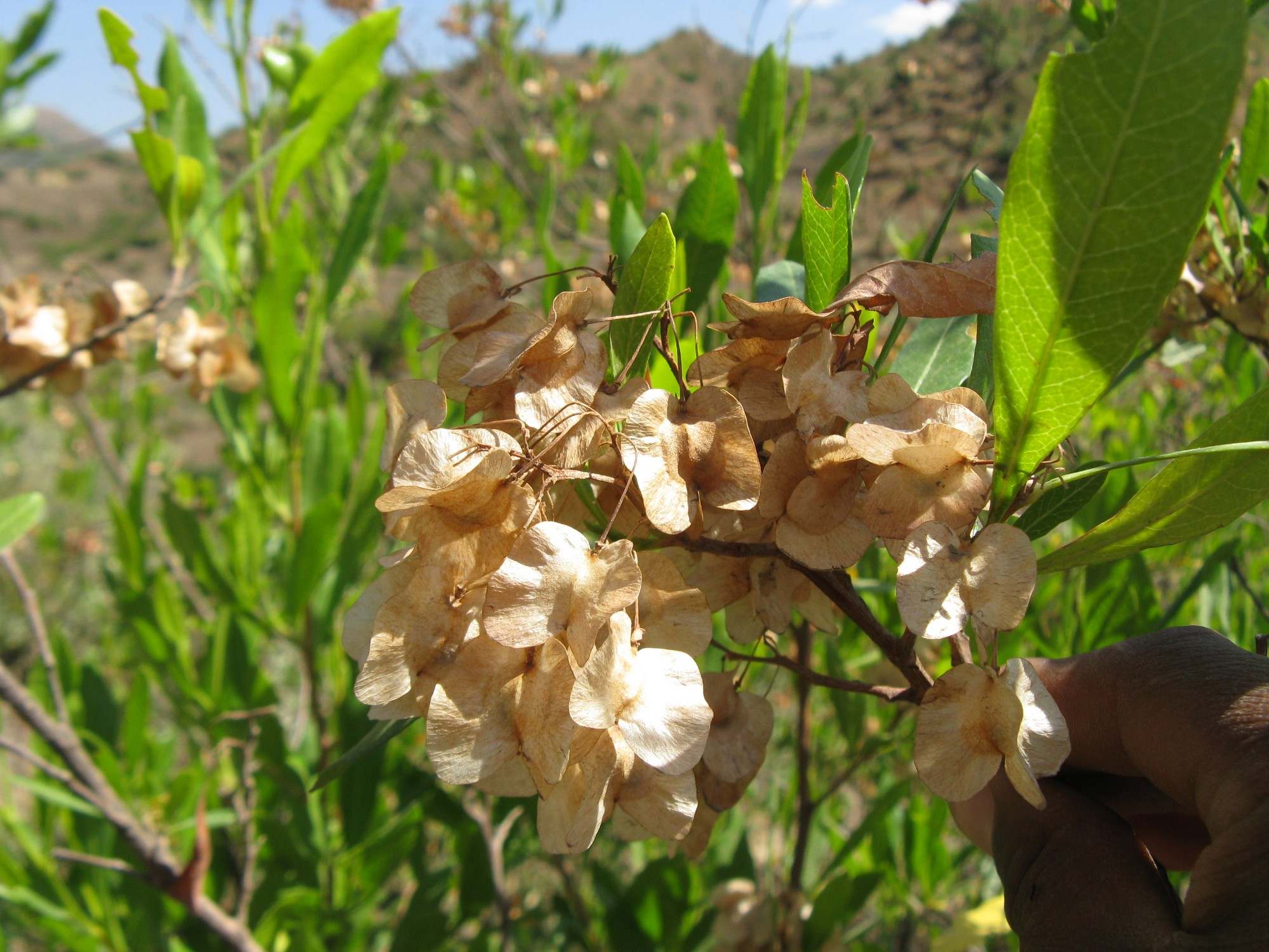 Ethiopia