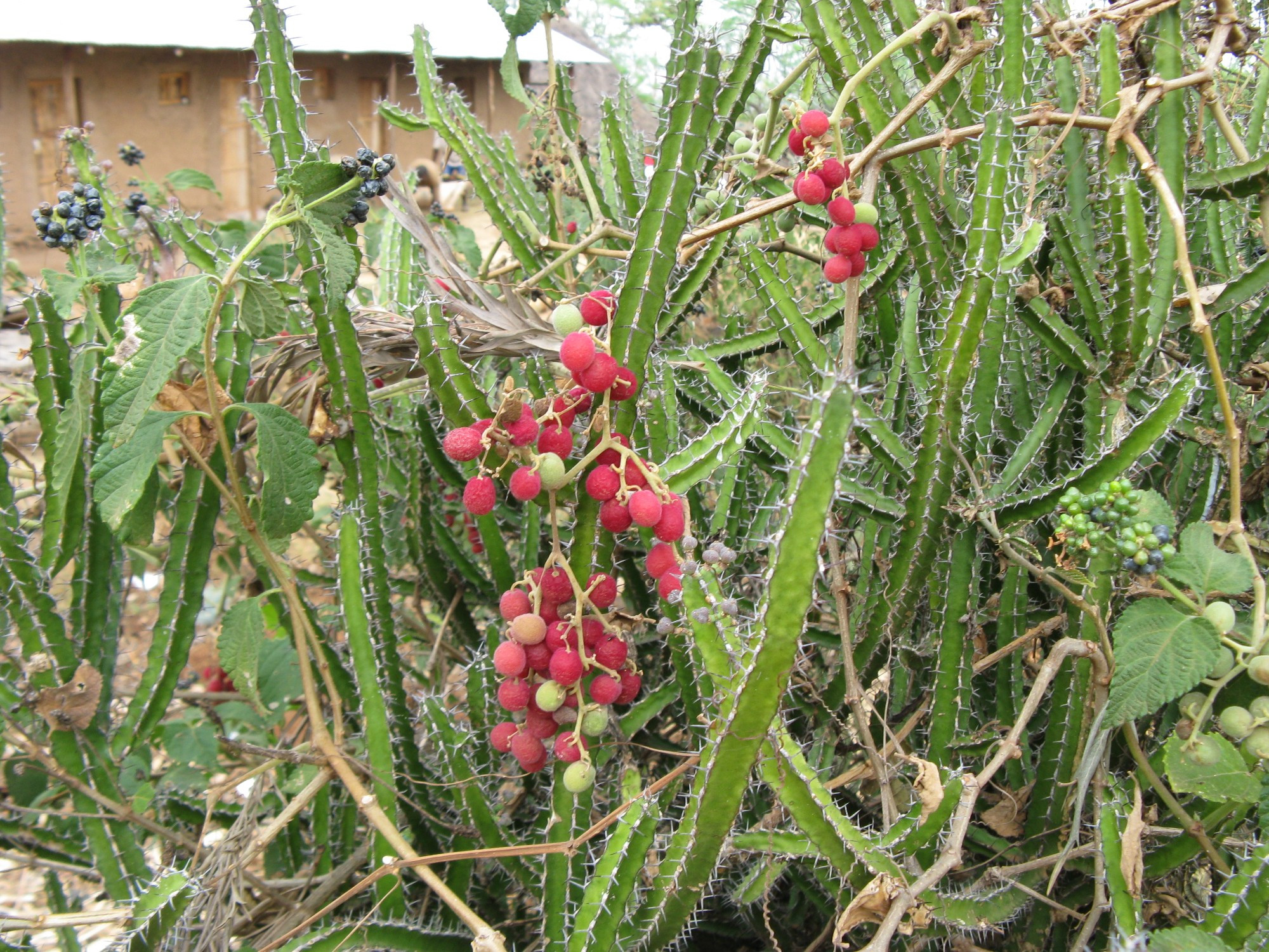 Ethiopia