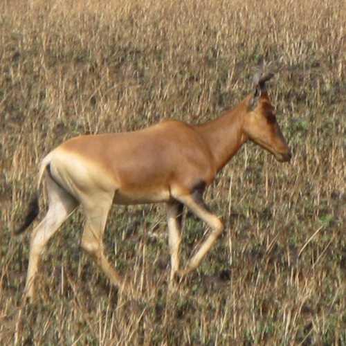 Ethiopia