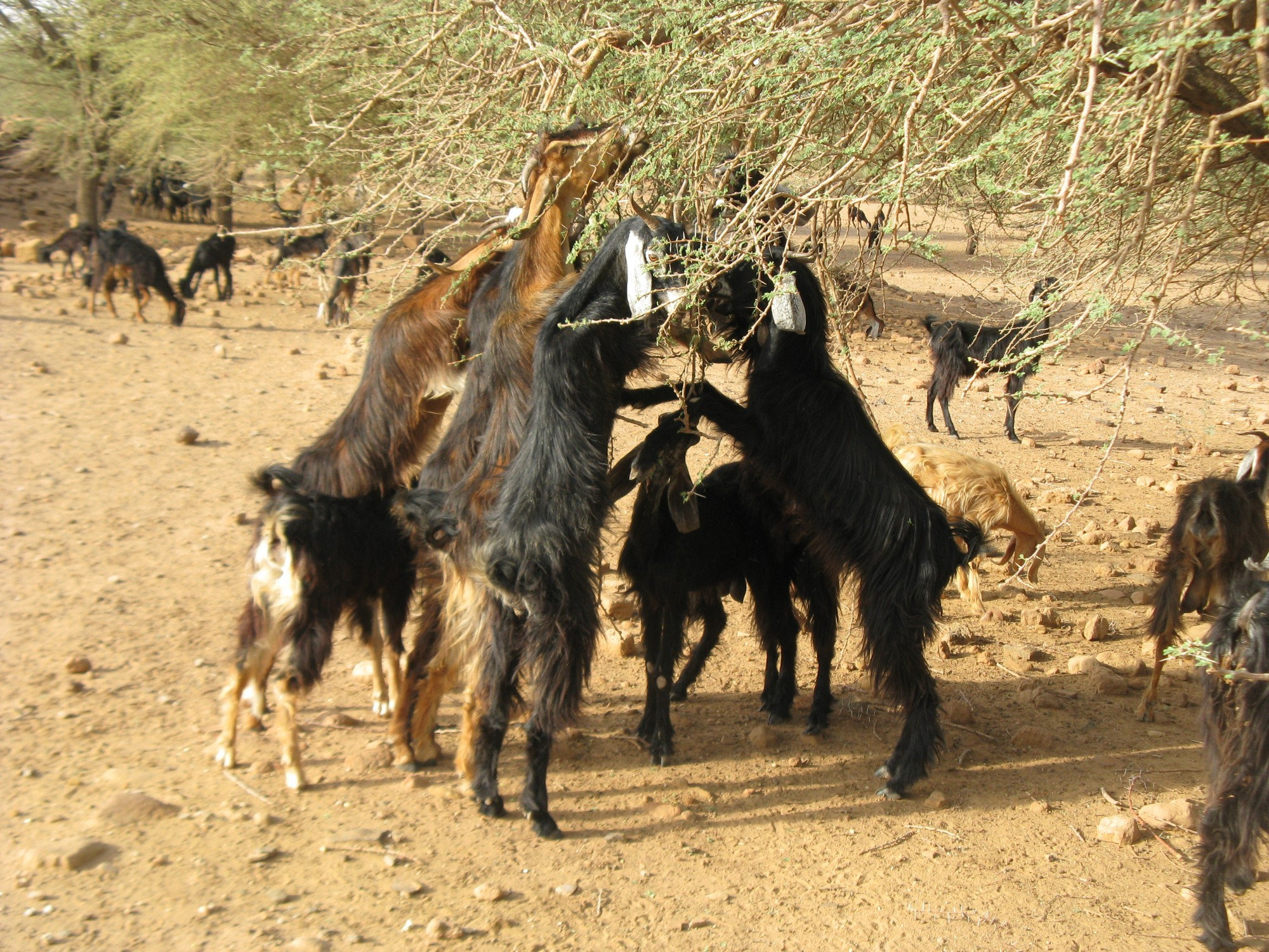 Sudan