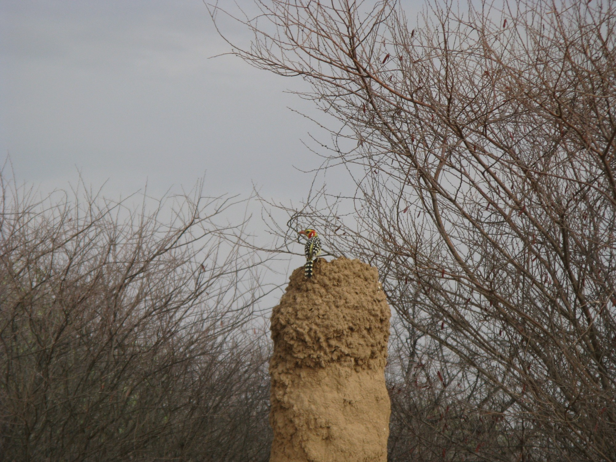 Ethiopia