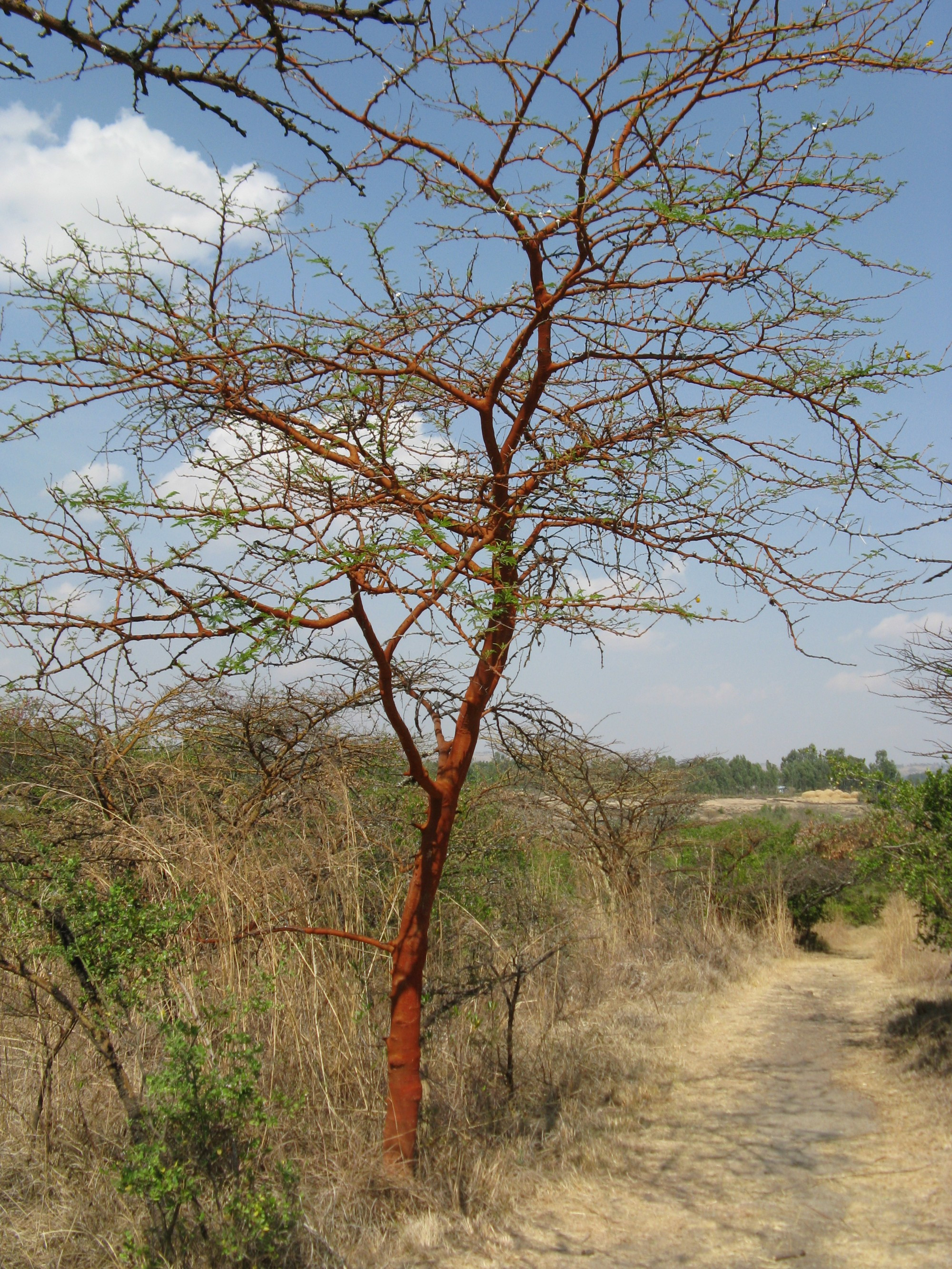 Ethiopia