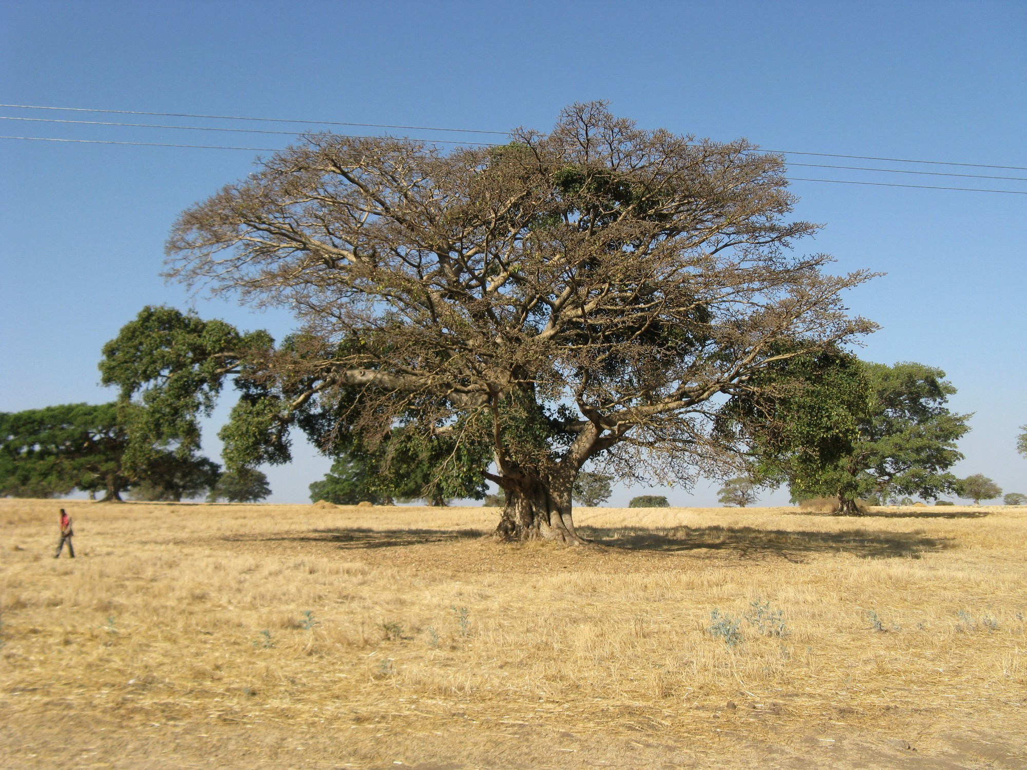 Ethiopia