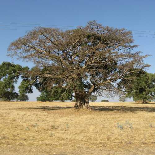 Ethiopia