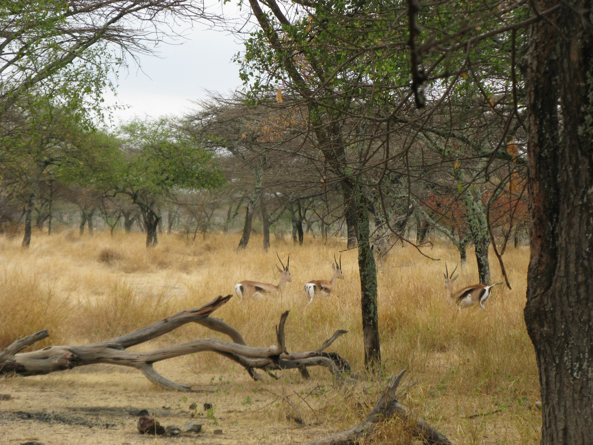 Ethiopia