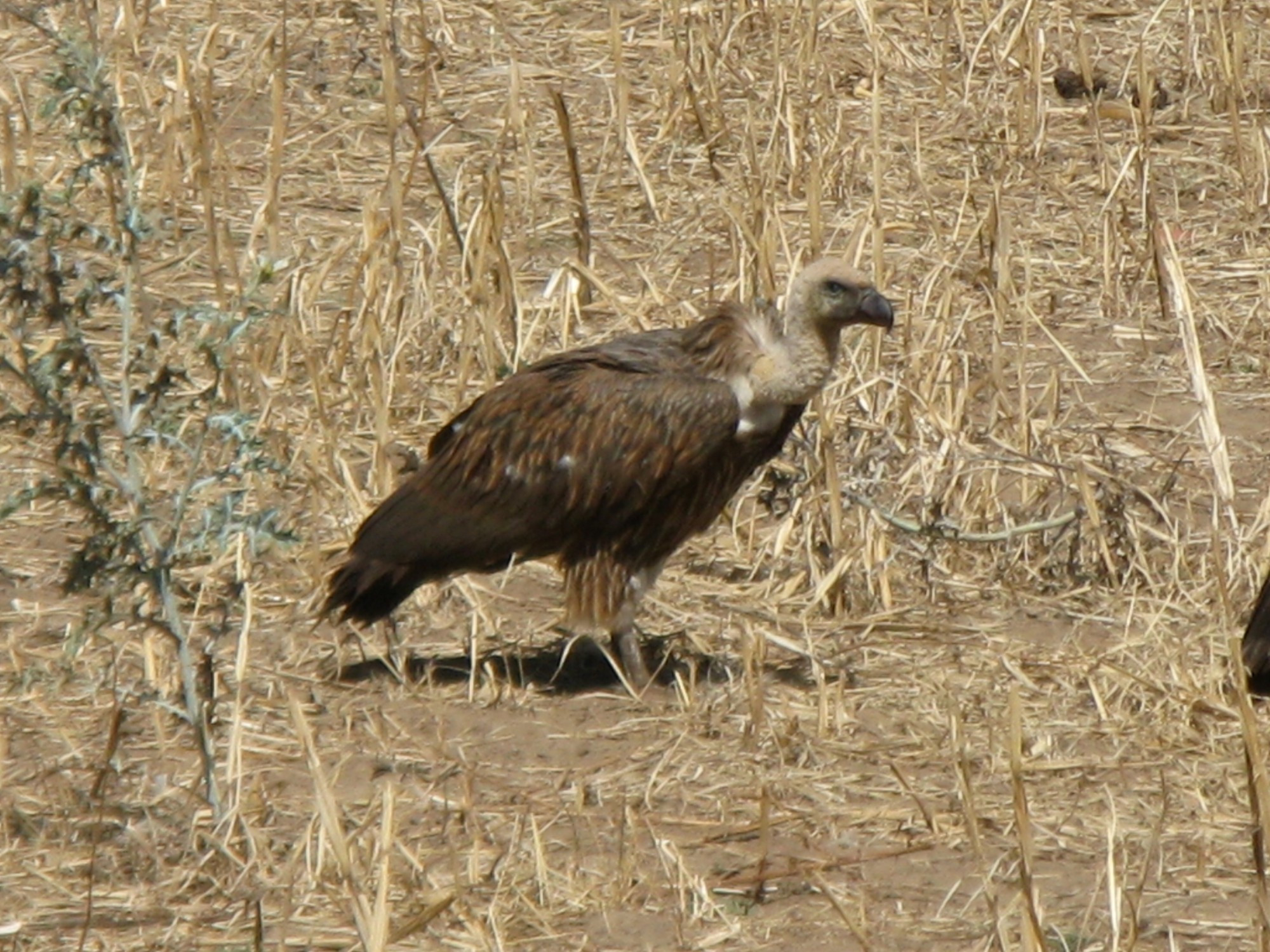 Ethiopia