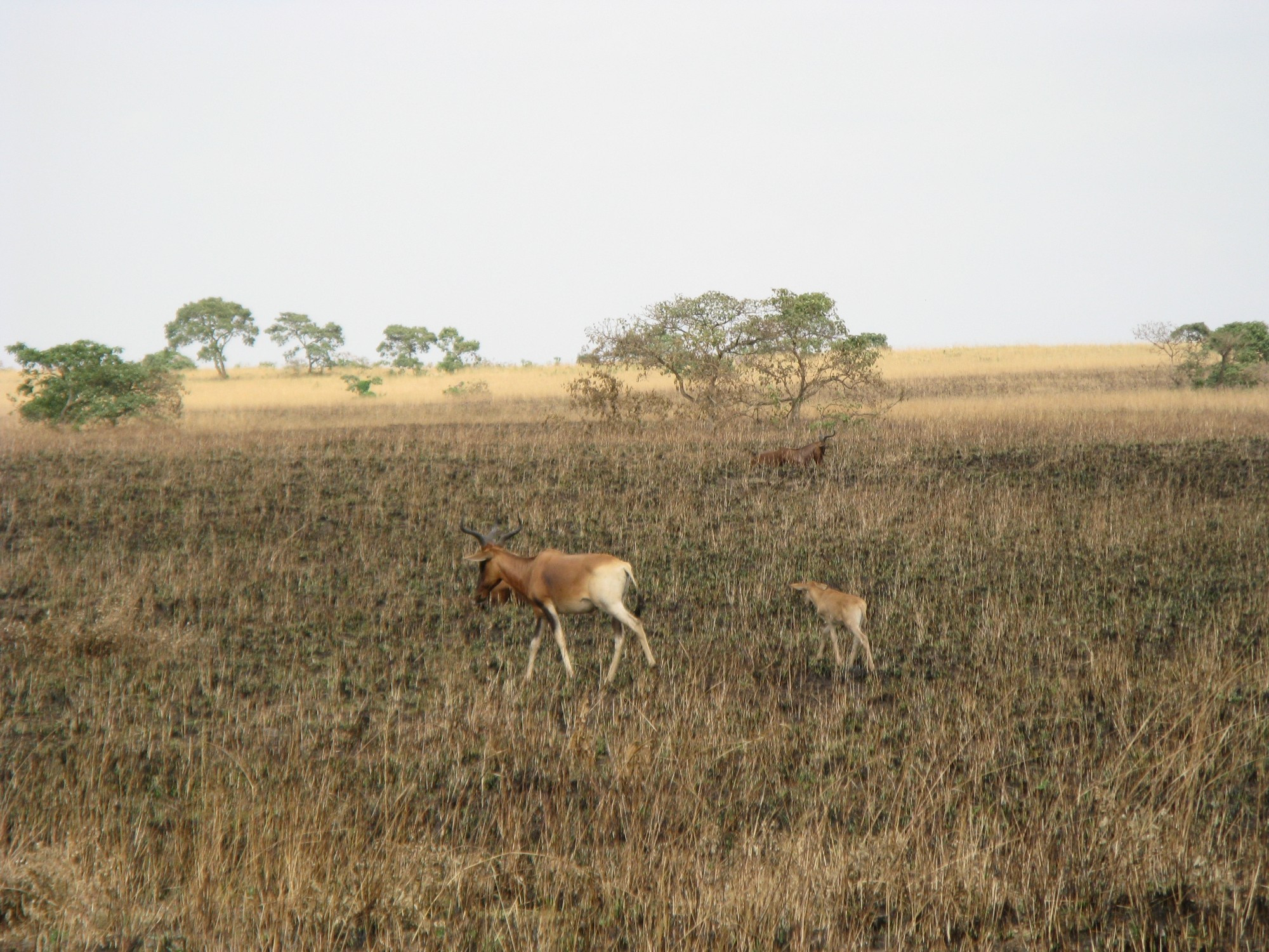 Ethiopia