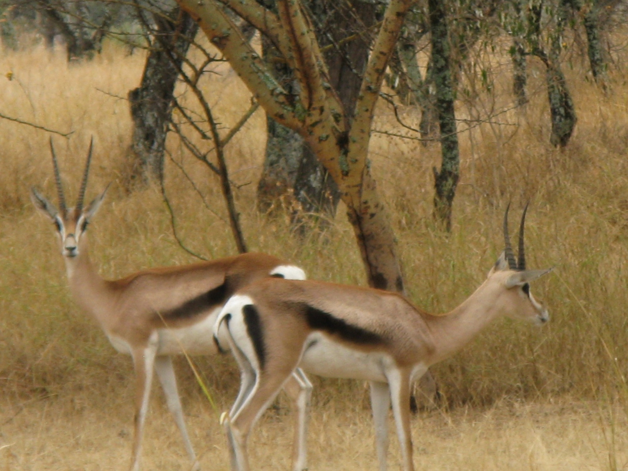 Ethiopia