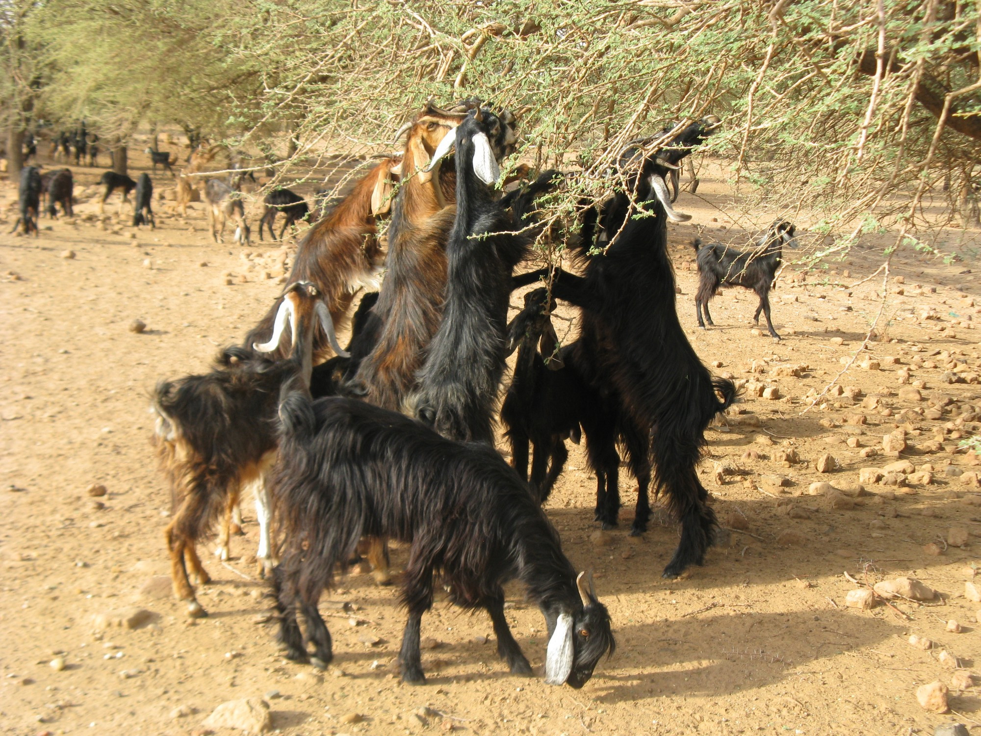 Sudan