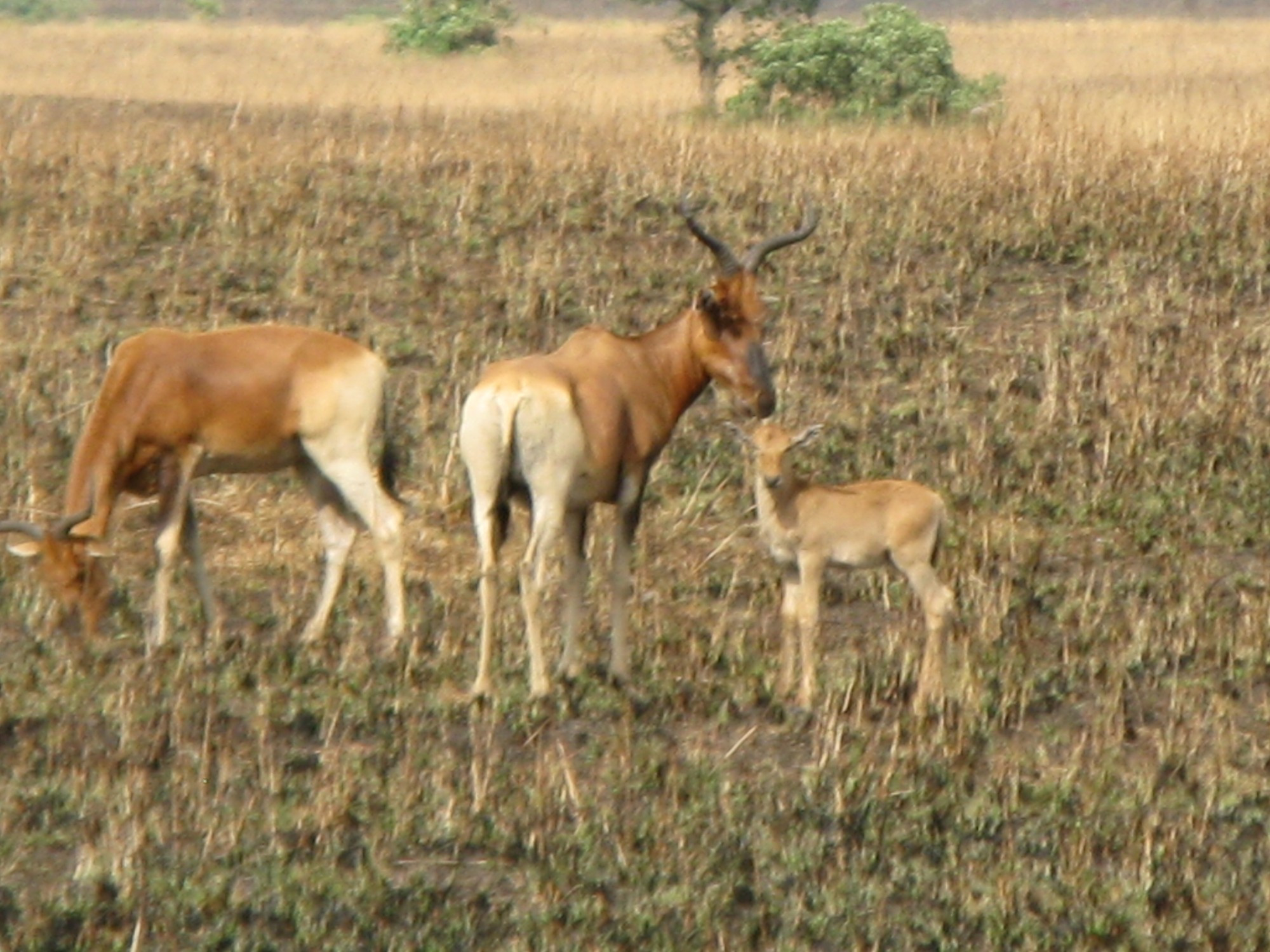 Ethiopia