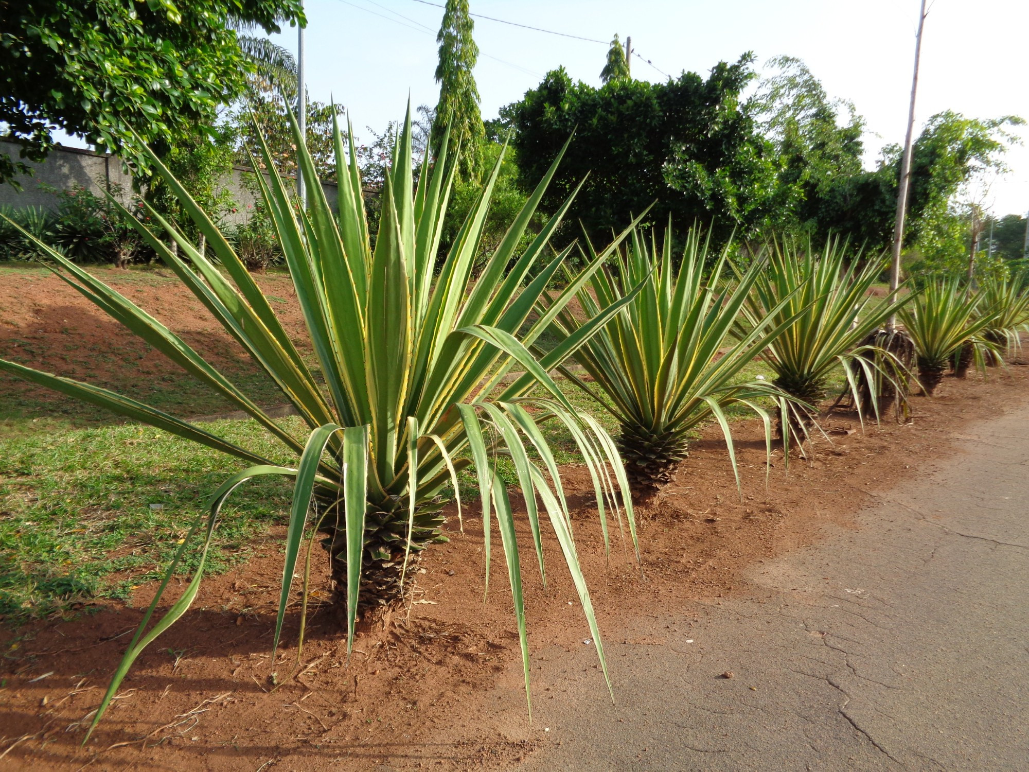 Cote D'Ivoire