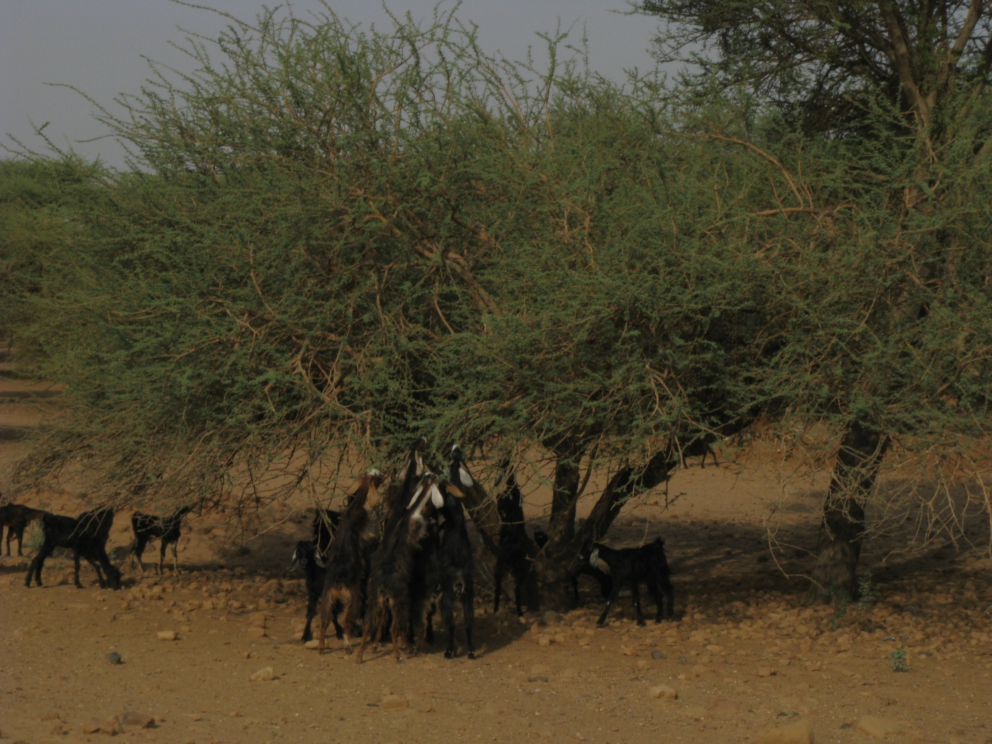 Sudan