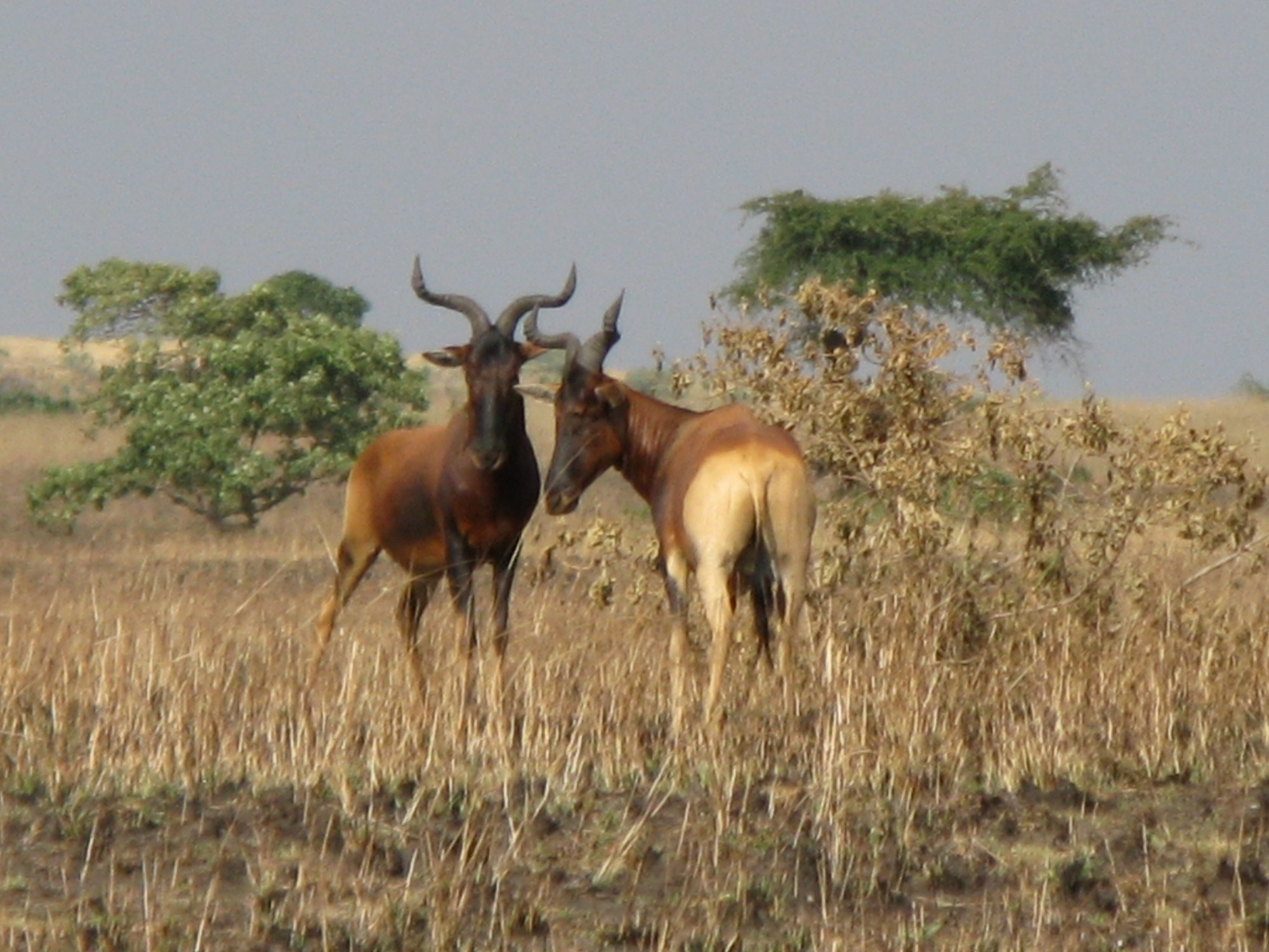 Ethiopia