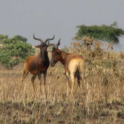 Ethiopia