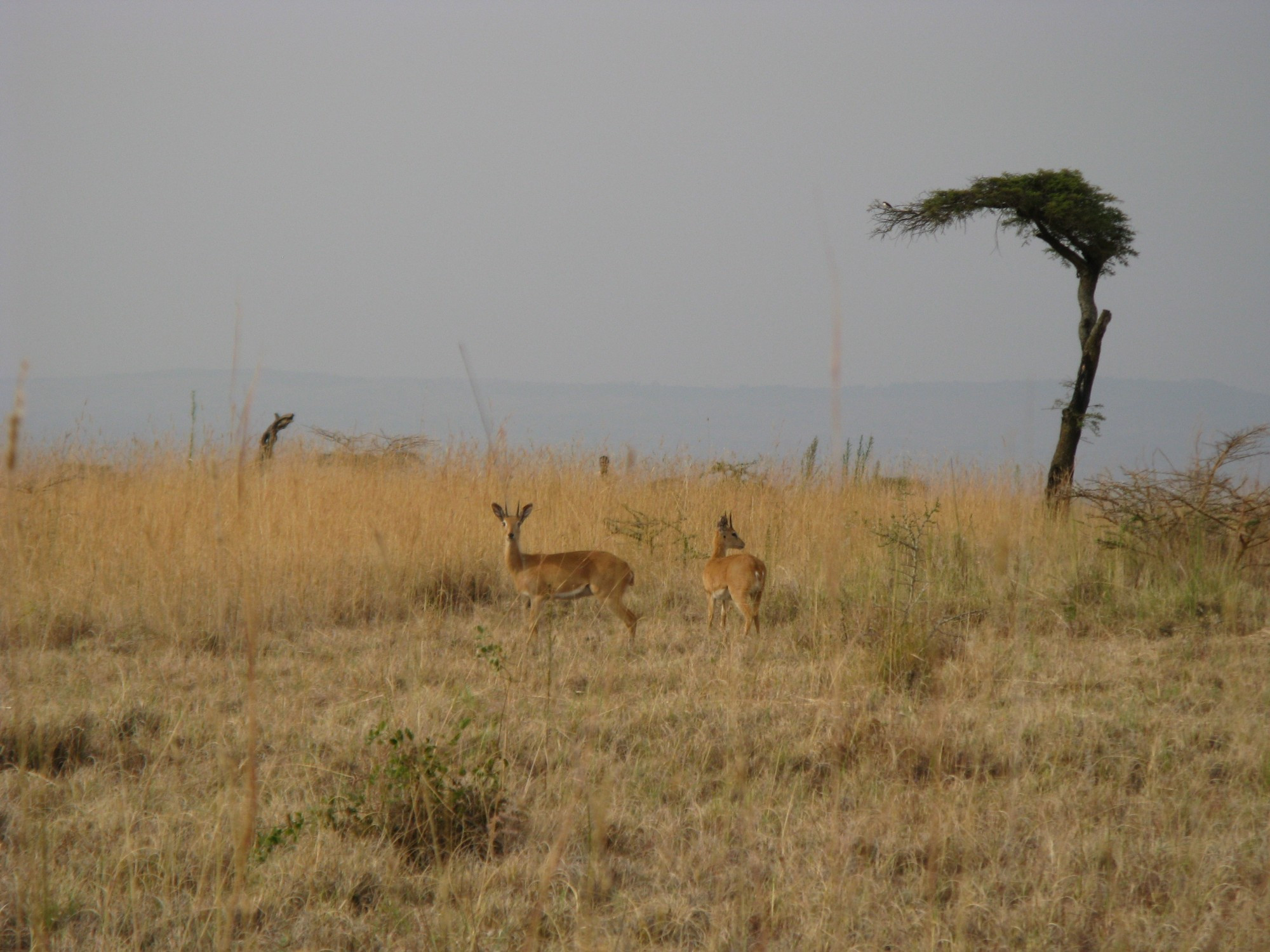 Ethiopia