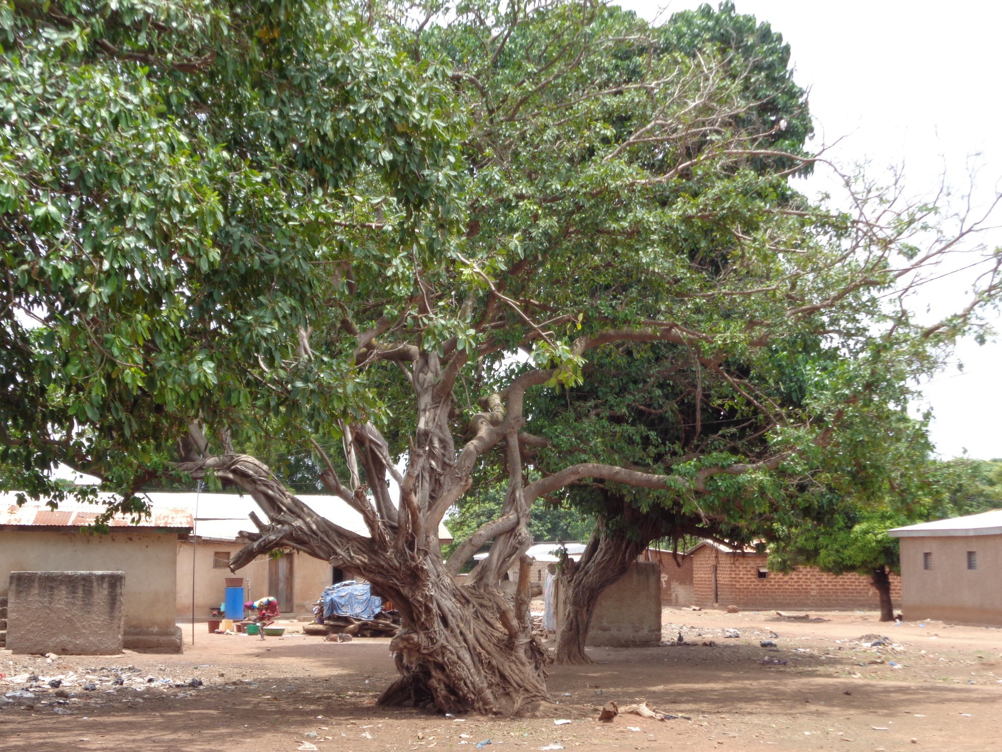 Cote D'Ivoire