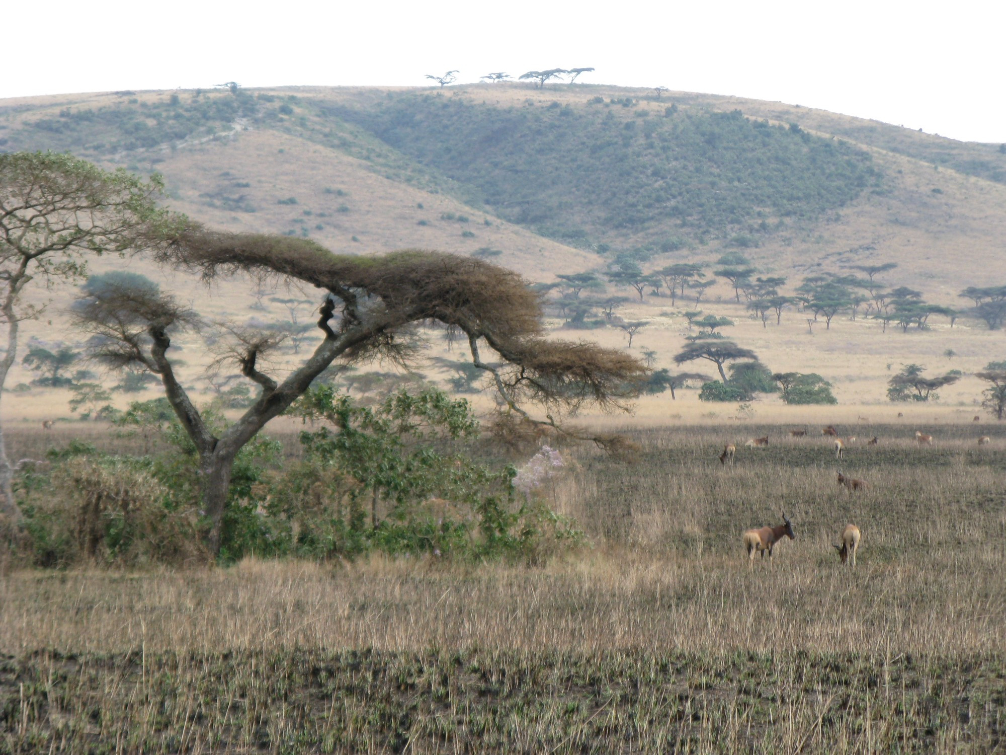 Ethiopia