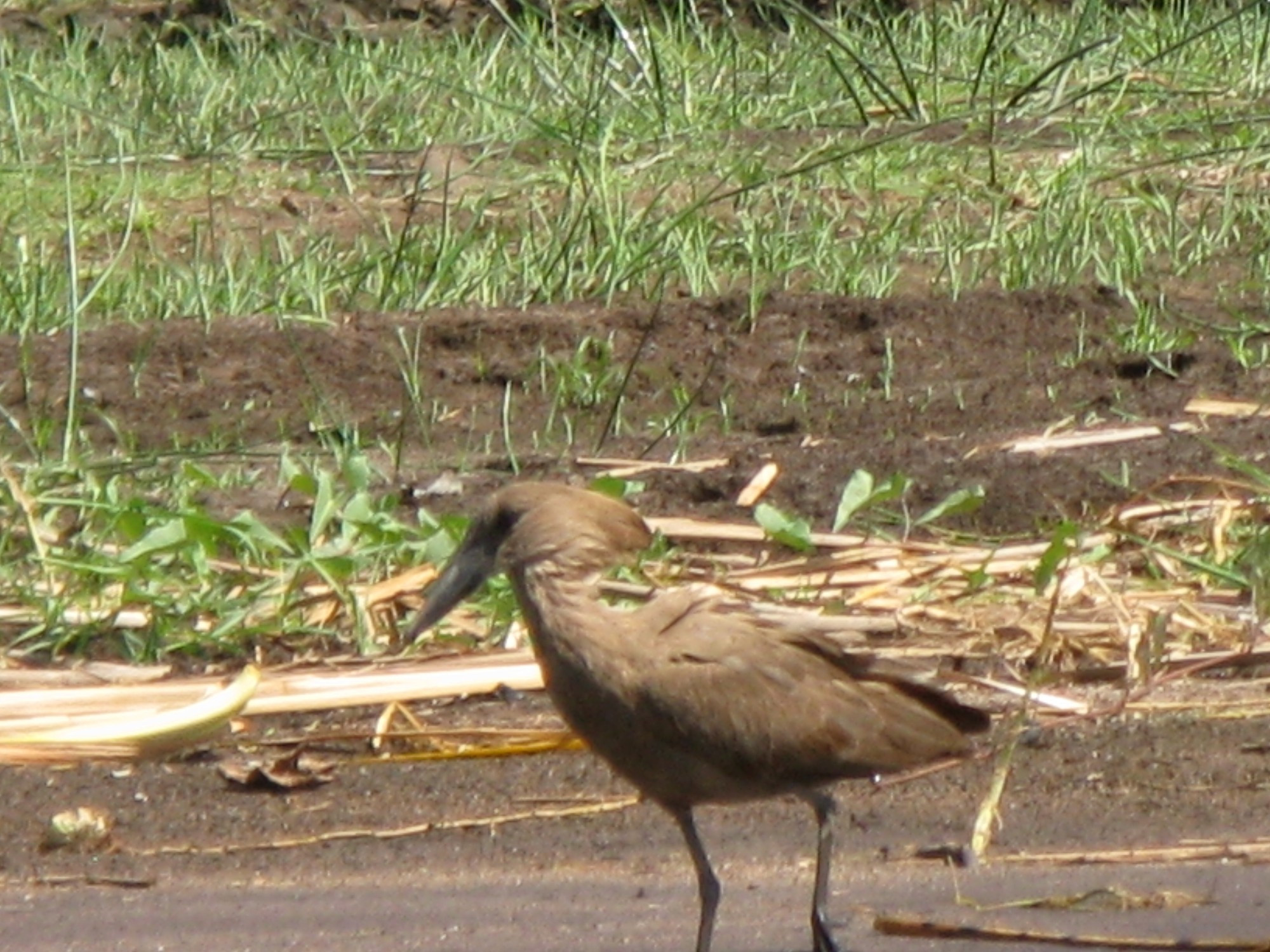 Ethiopia