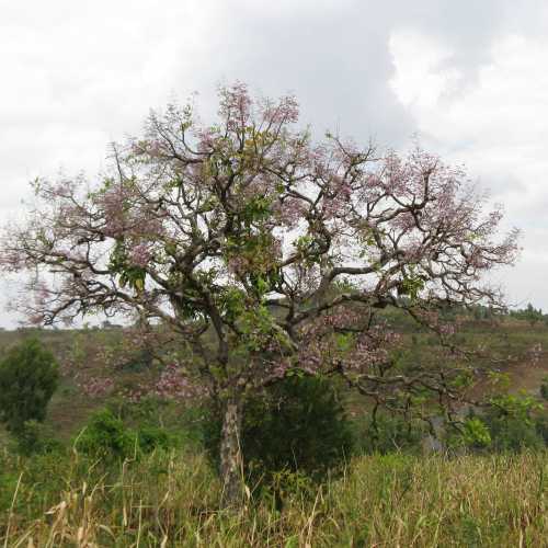 Ethiopia