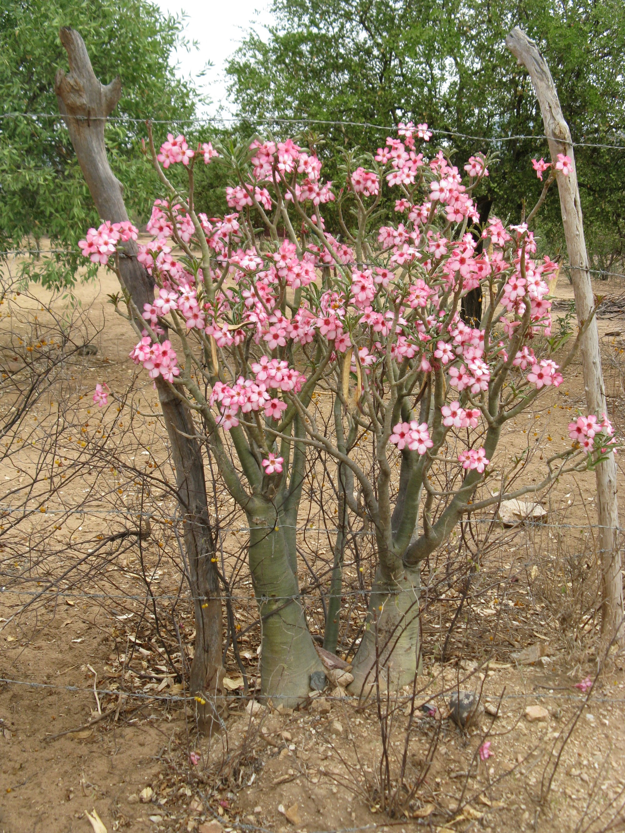 Ethiopia