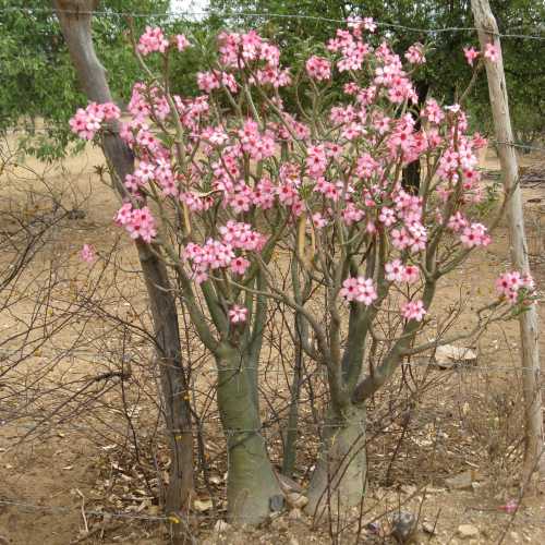 Ethiopia