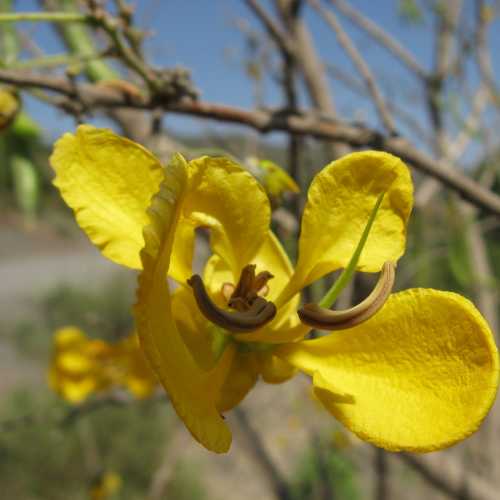 Ethiopia